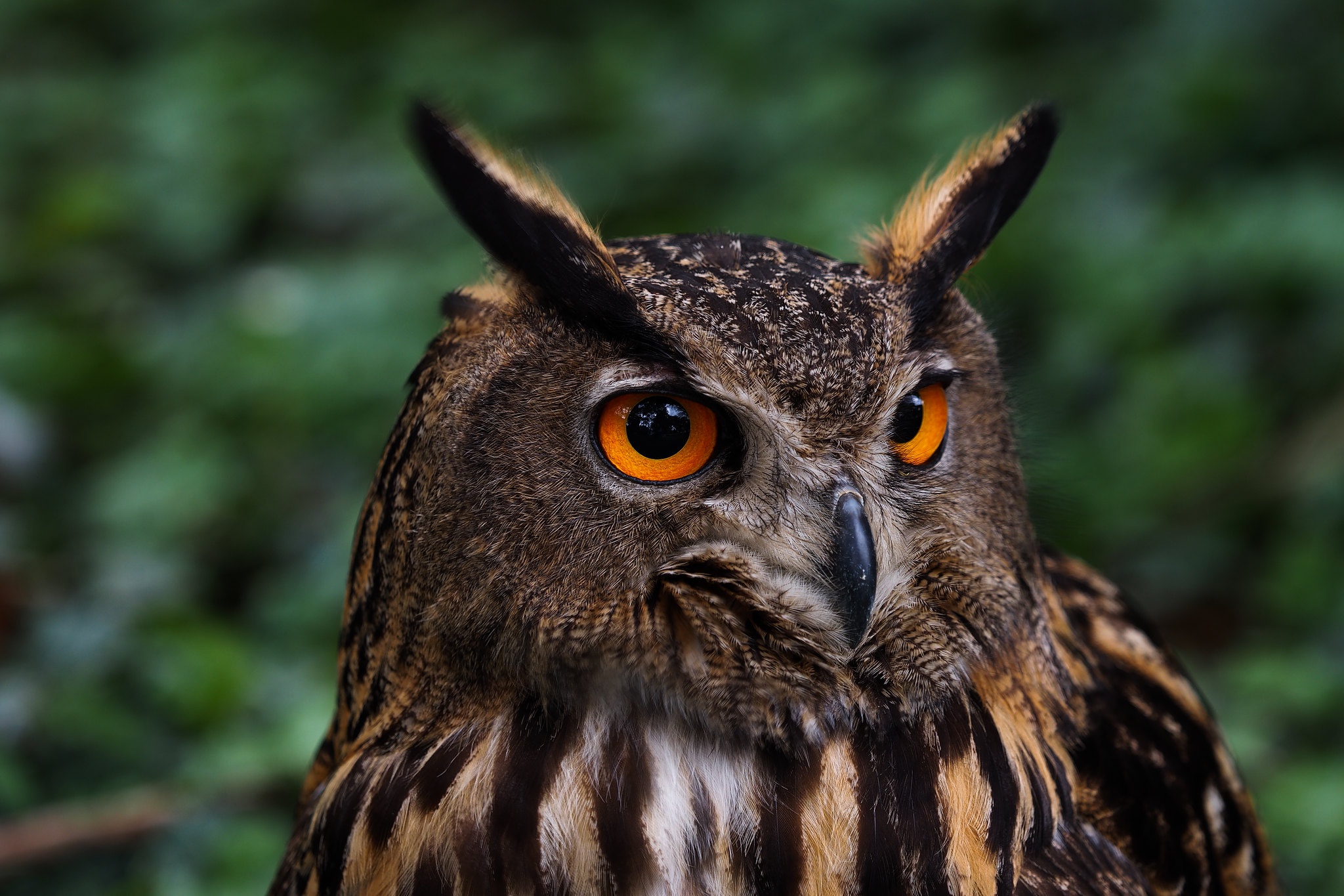 Eurasian Eagle-Owl with bright orange eyes HD Wallpaper
