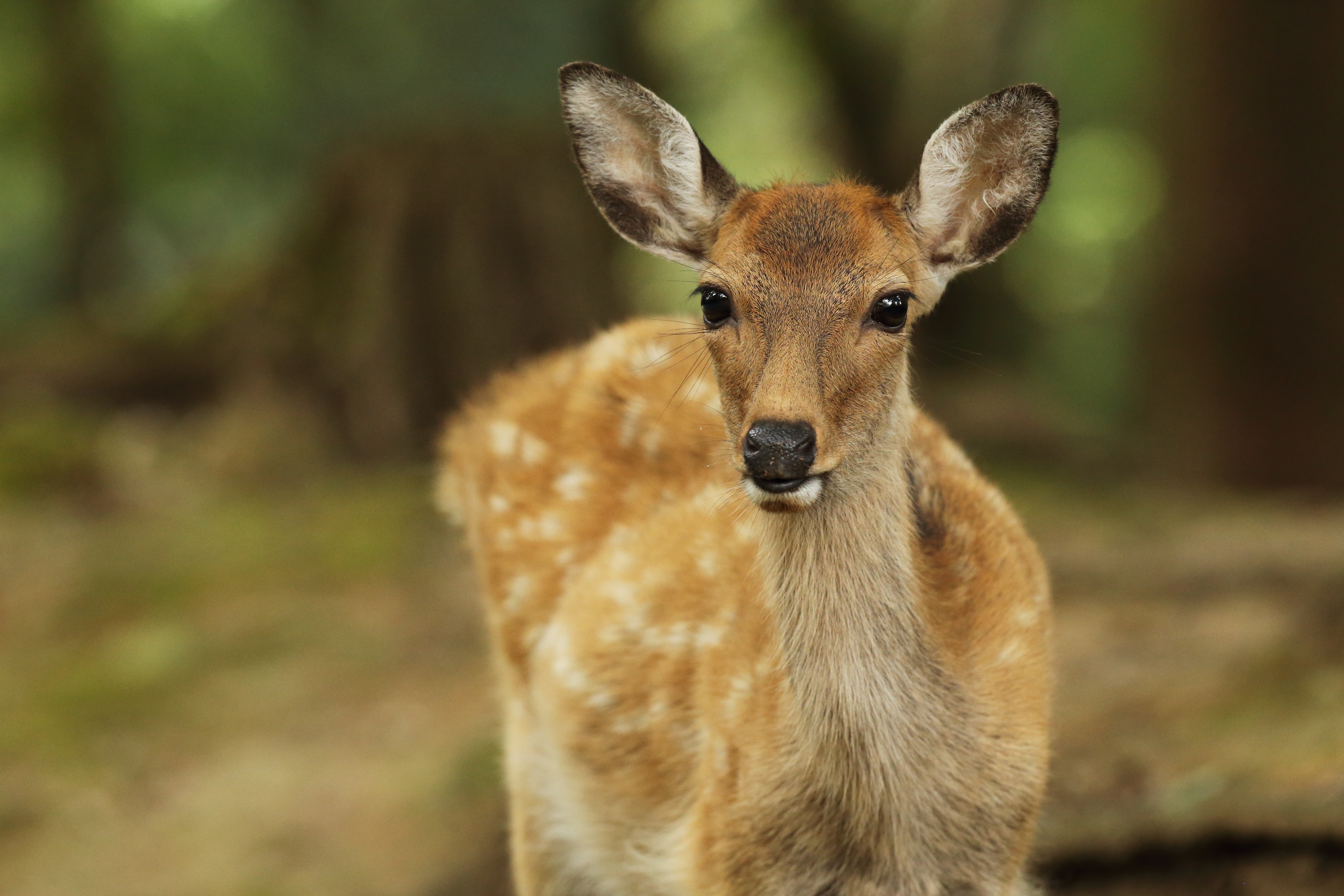 Young deer with spots in forest 4K HD Wallpaper