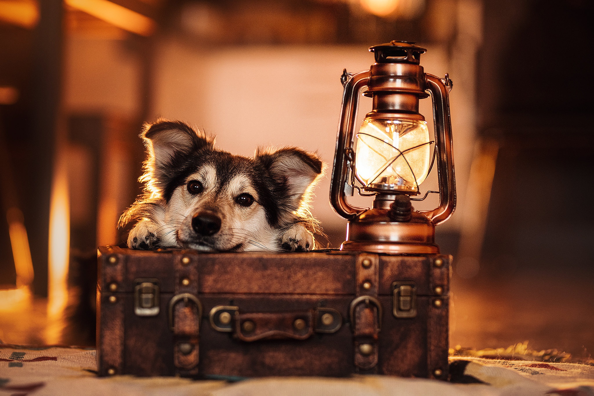 Dog on a suitcase with a lantern HD Wallpaper