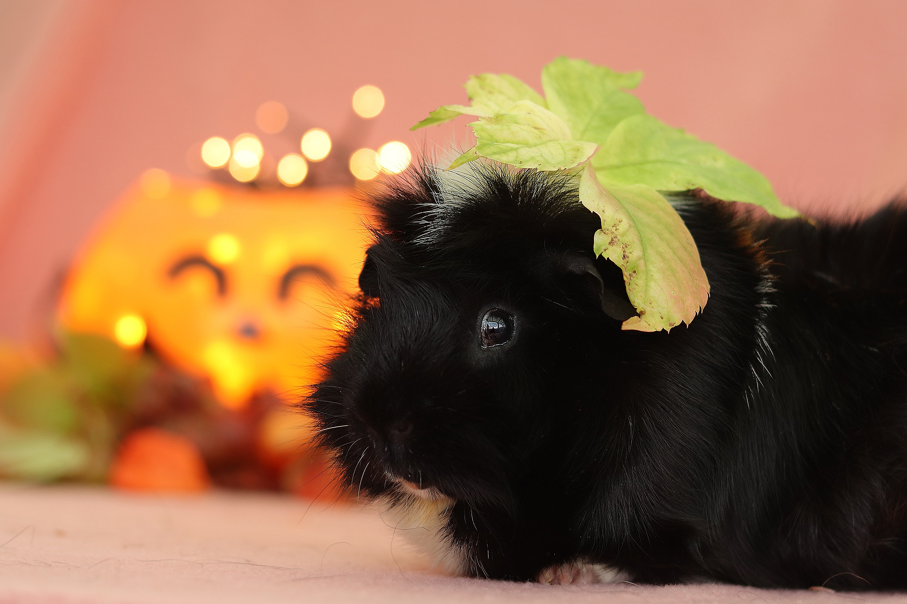 Black guinea pig with leaves and Halloween pumpkin HD Wallpaper