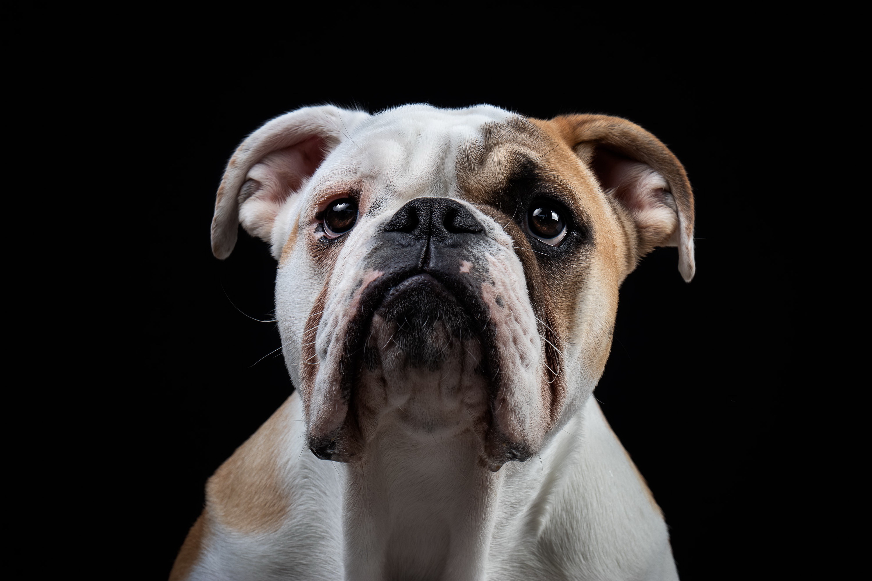 English Bulldog portrait HD Wallpaper