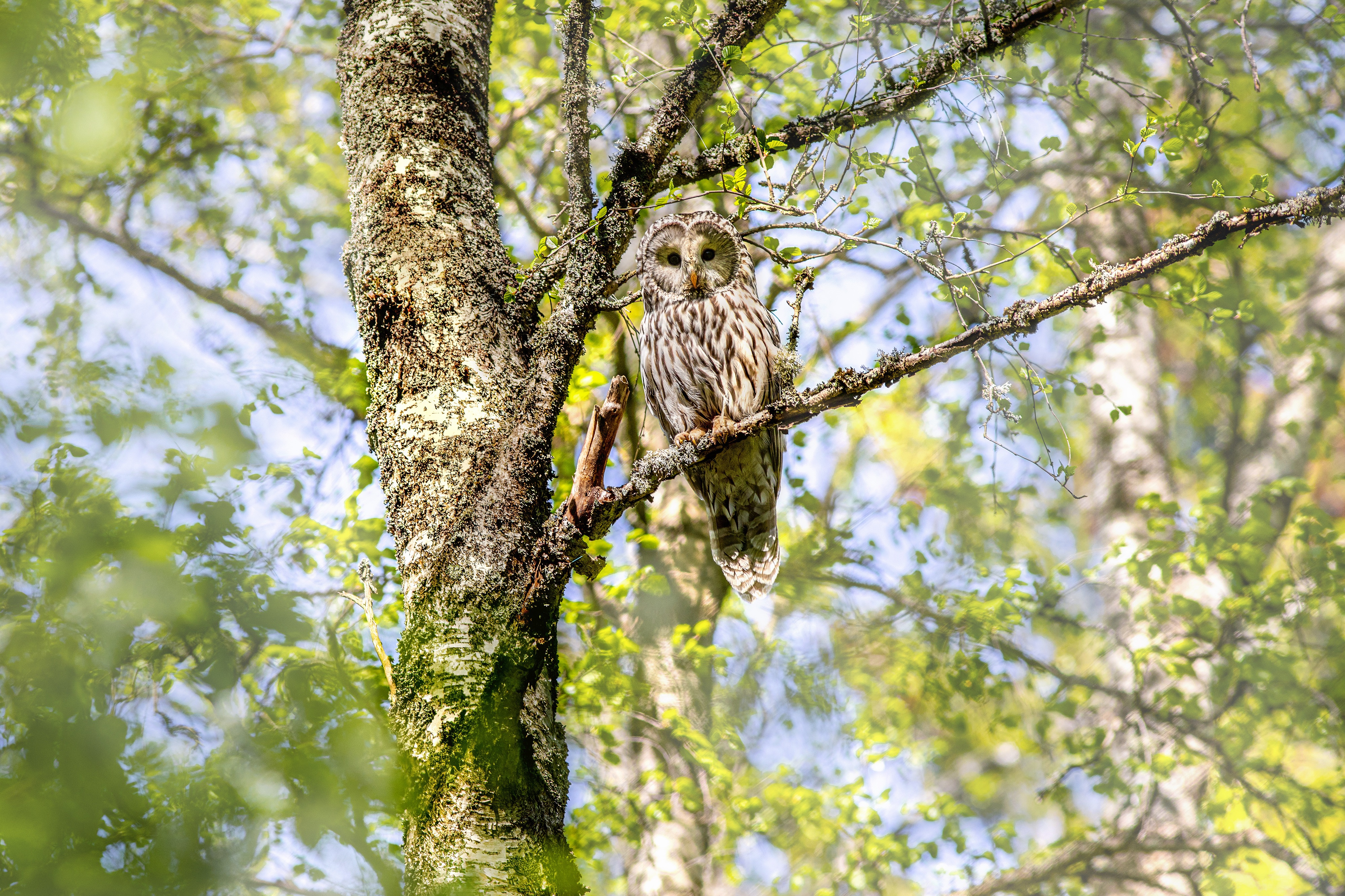 Tawny Owl perched on a tree branch HD Wallpaper
