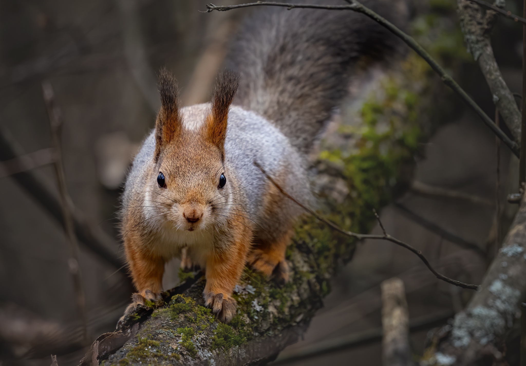 Squirrel on a mossy tree trunk HD Wallpaper