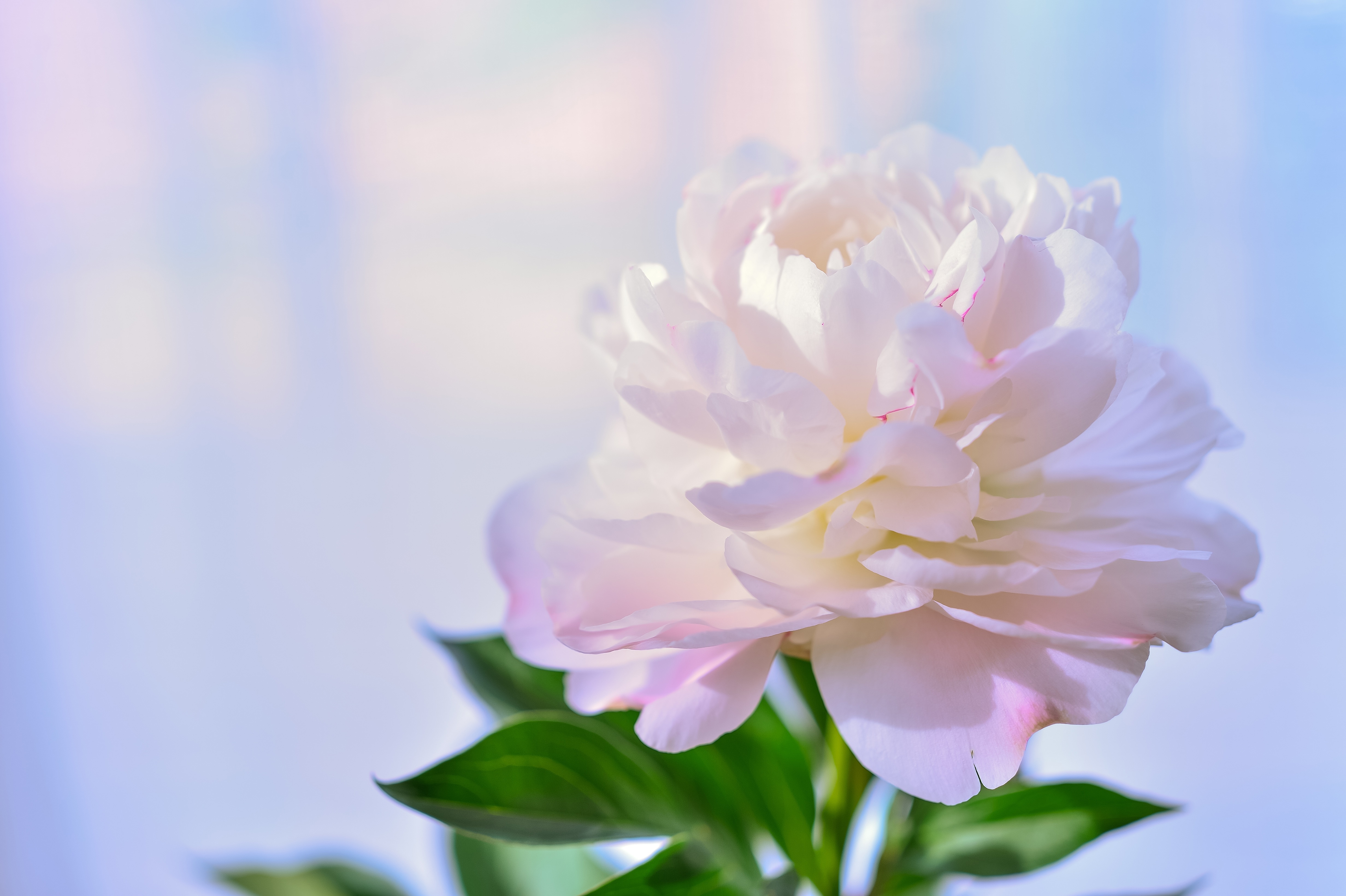White Peony Flower with Green Leaves 4K HD Wallpaper