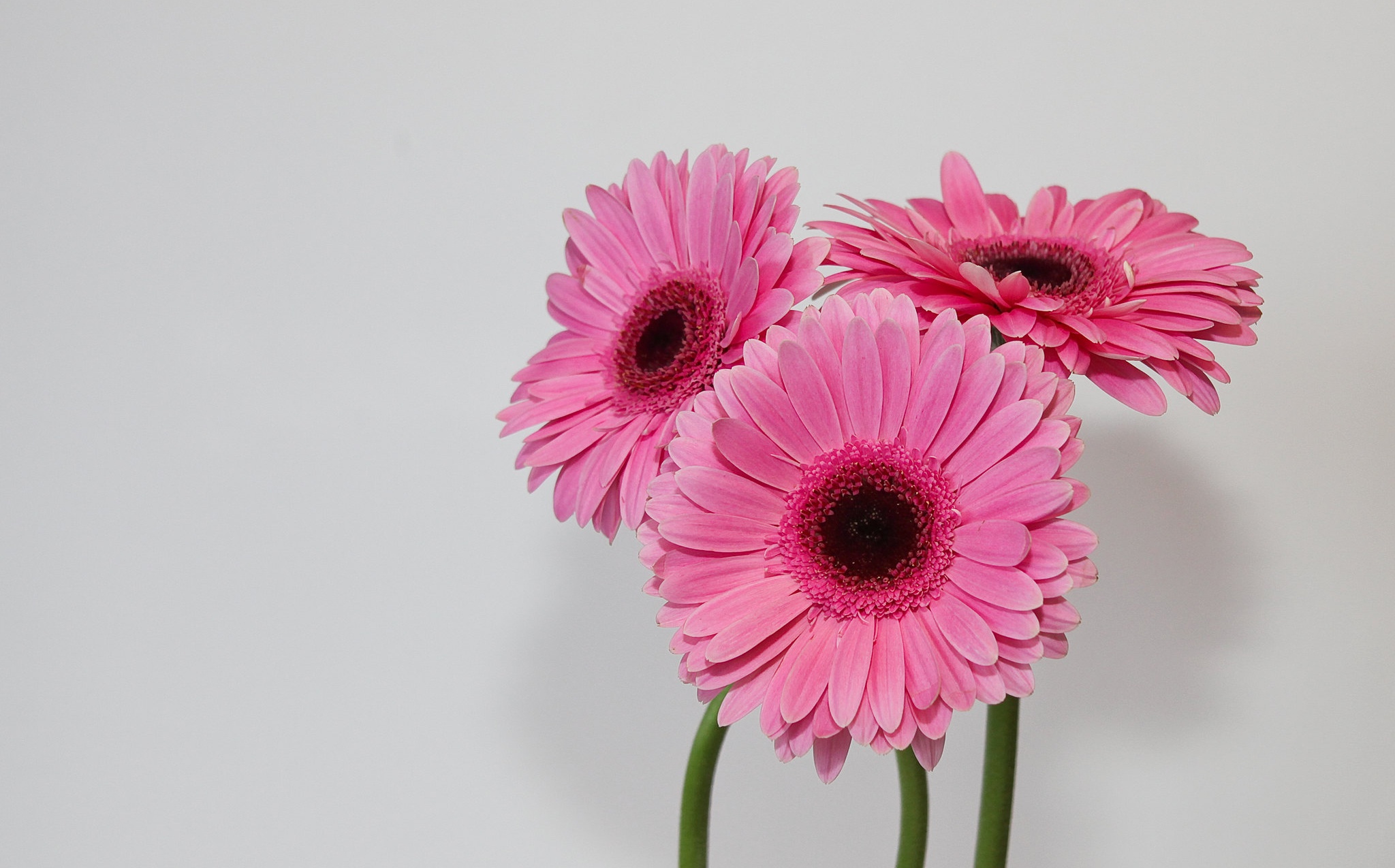 Three pink Gerbera daisies against a white background HD Wallpaper