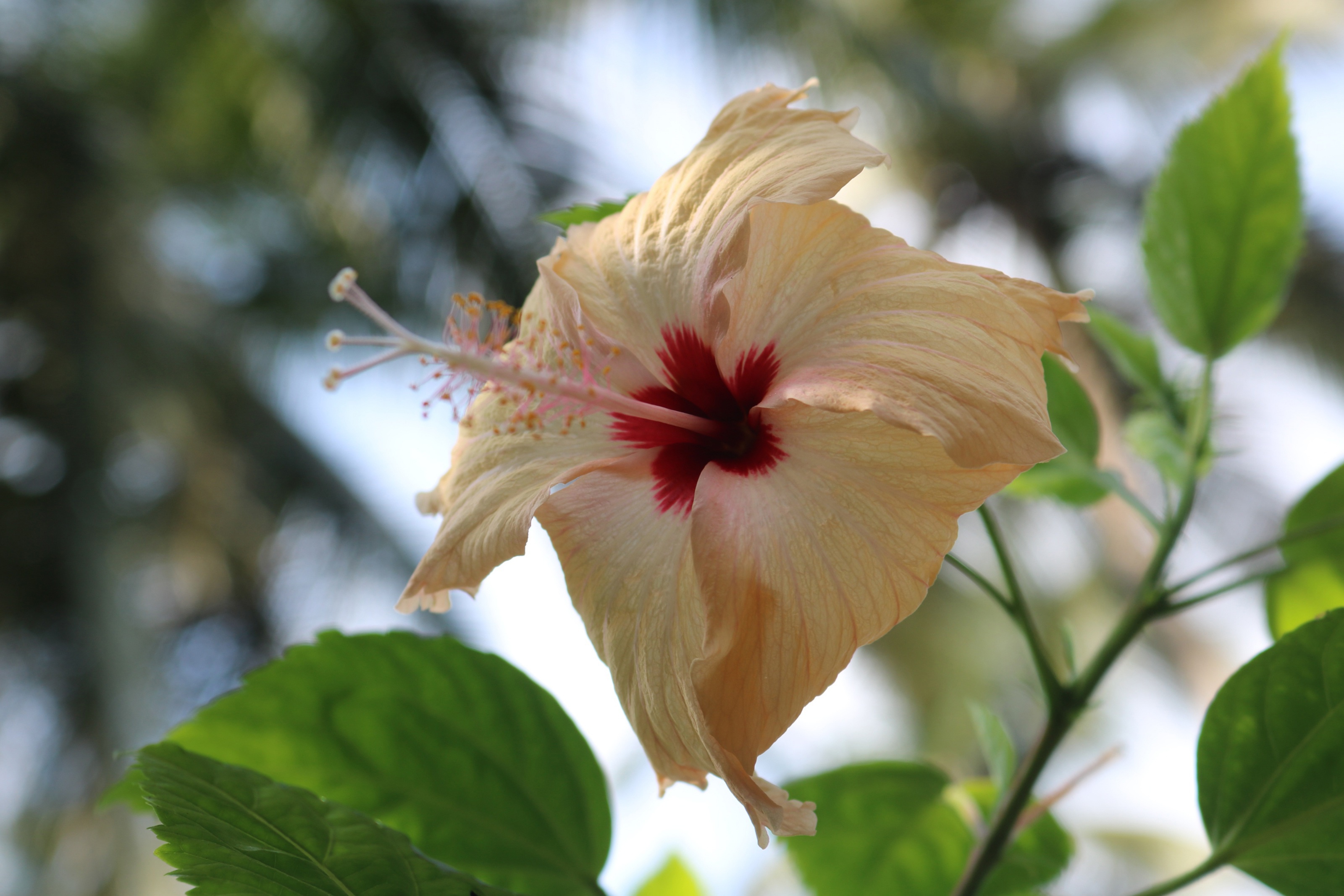 Close-up of a light yellow hibiscus flower with red center HD Wallpaper