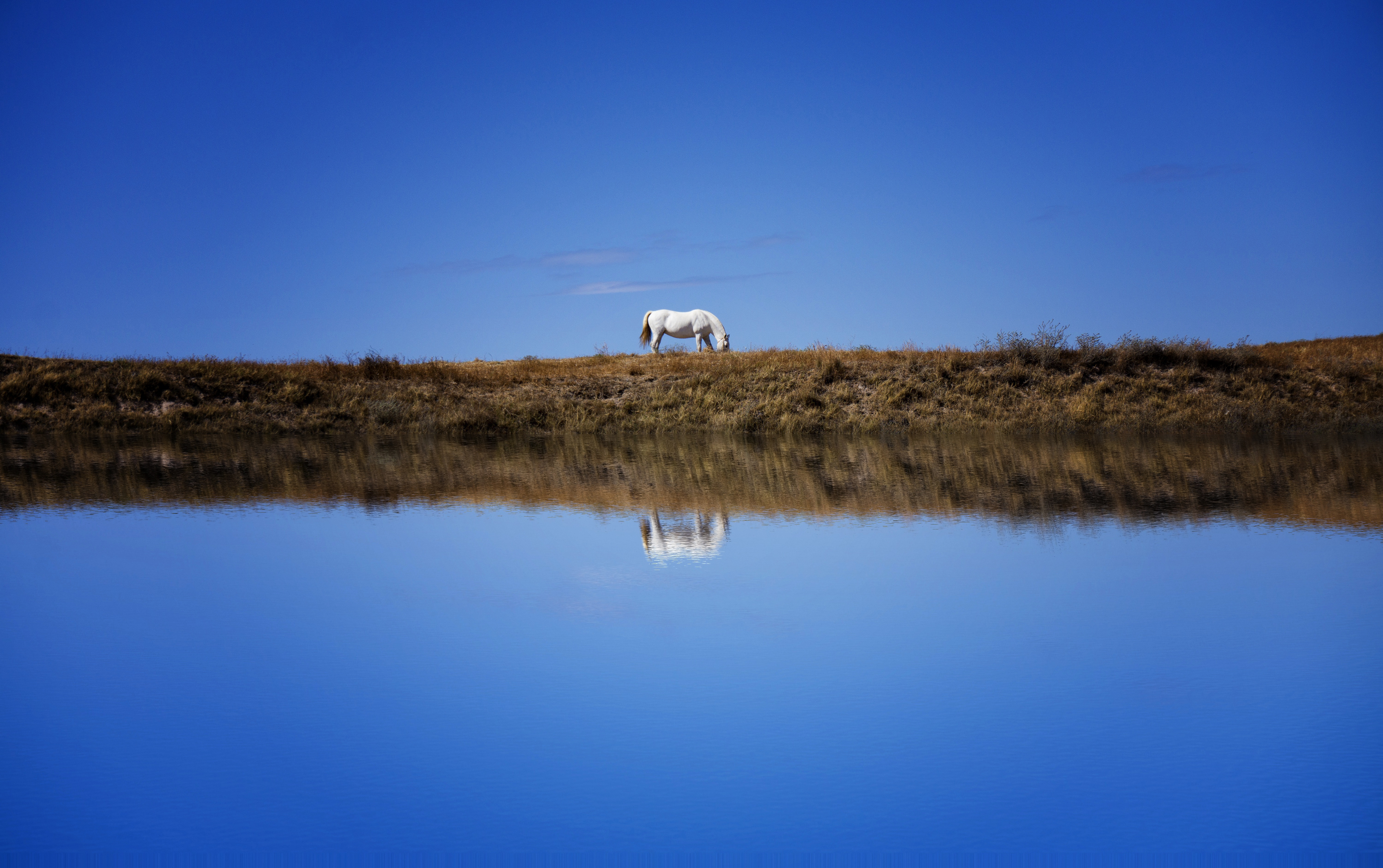 White horse grazing on a grassy hill with reflection in water HD Wallpaper
