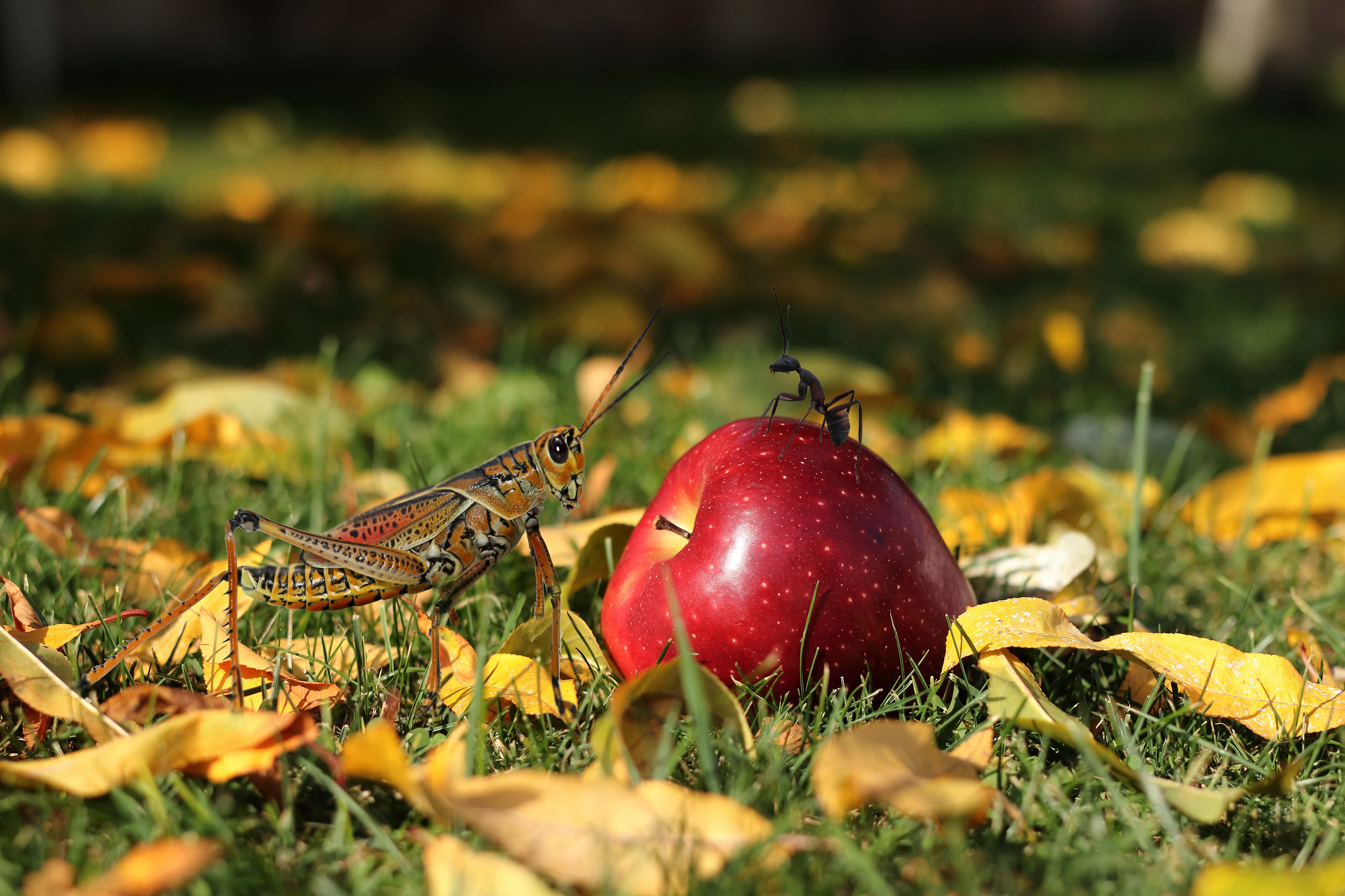 Grasshopper and Ant by Red Apple in HD Wallpaper