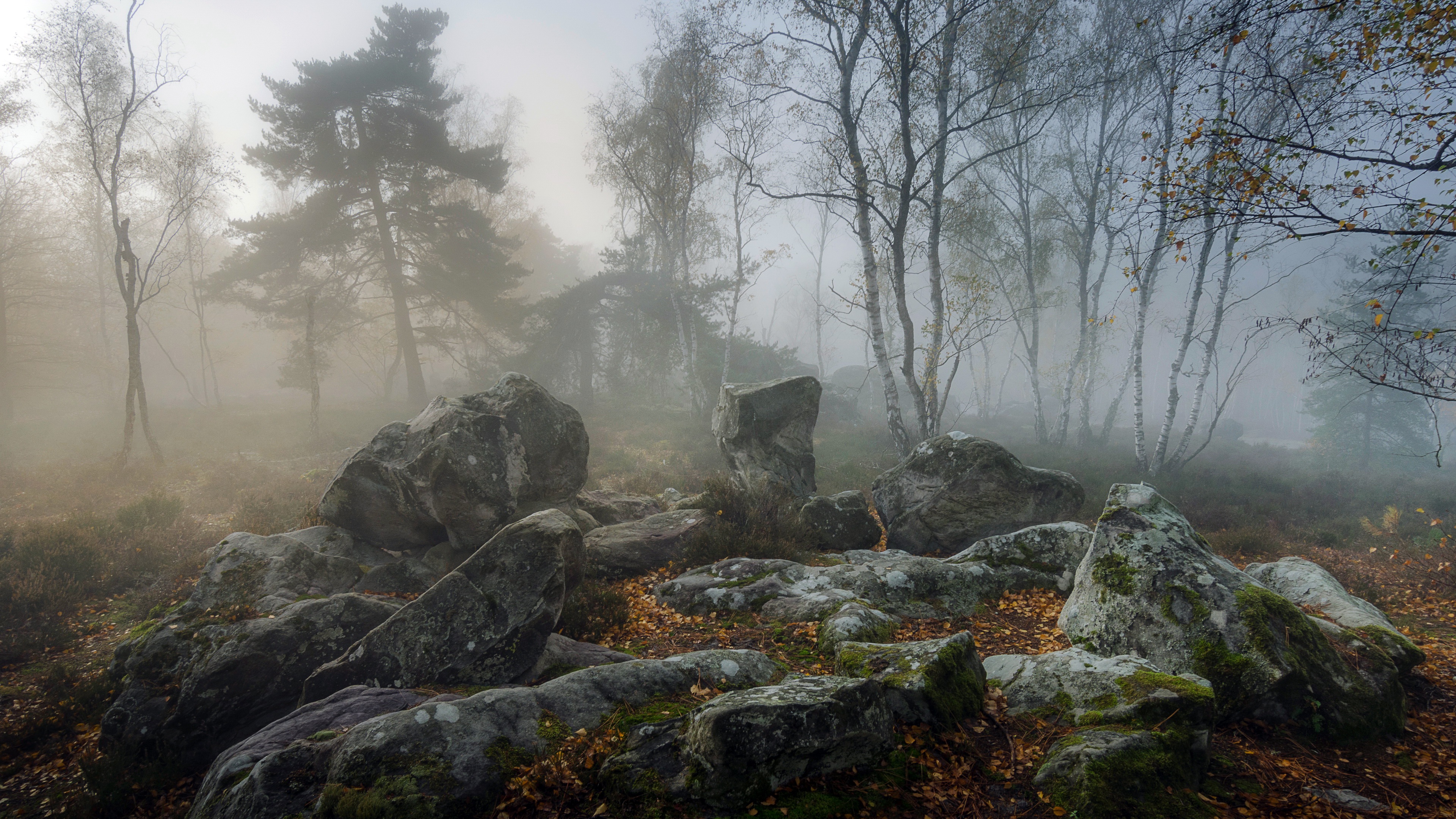 Misty forest with large rocks and trees HD Wallpaper