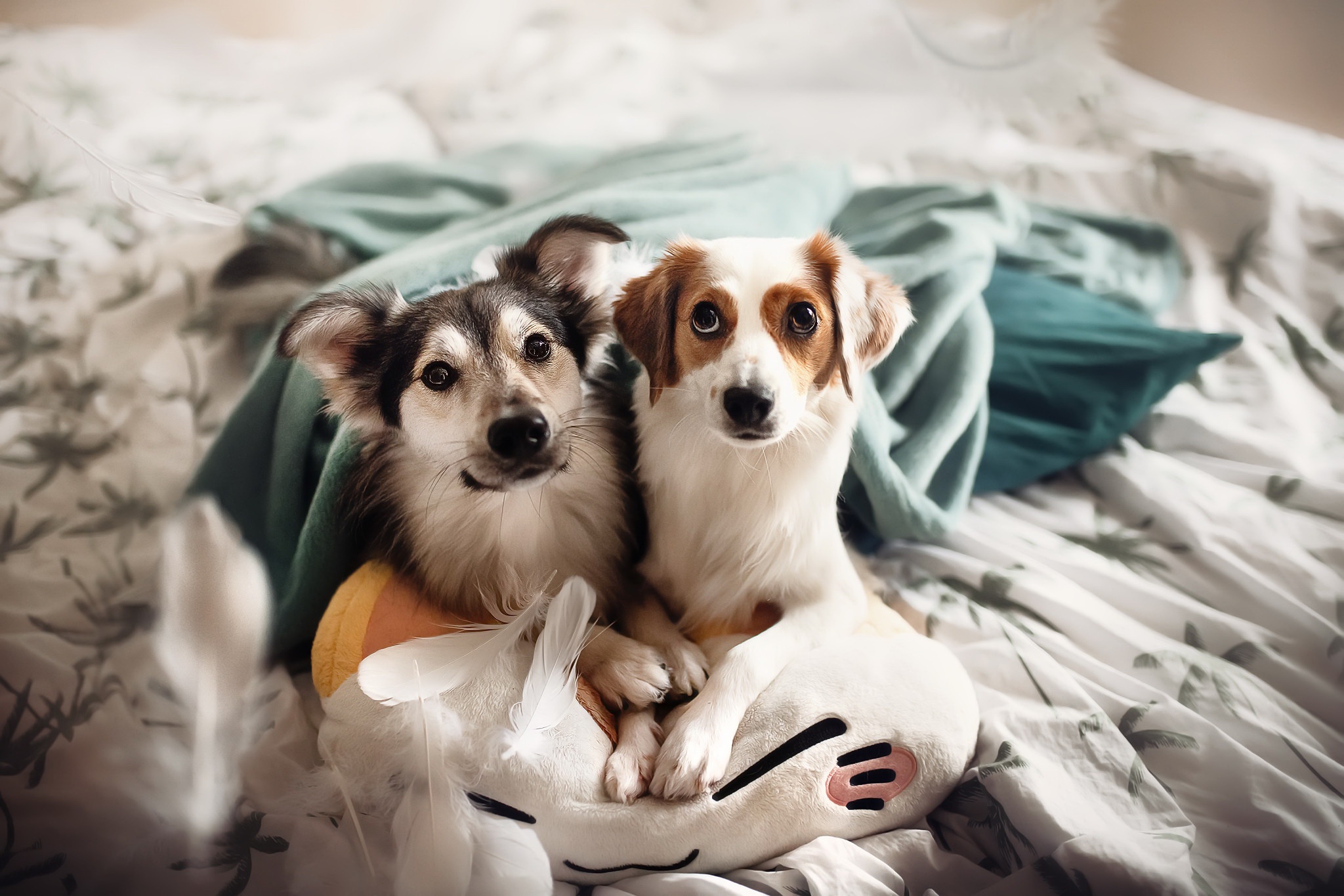 Two dogs sitting on a bed with a plush toy HD Wallpaper