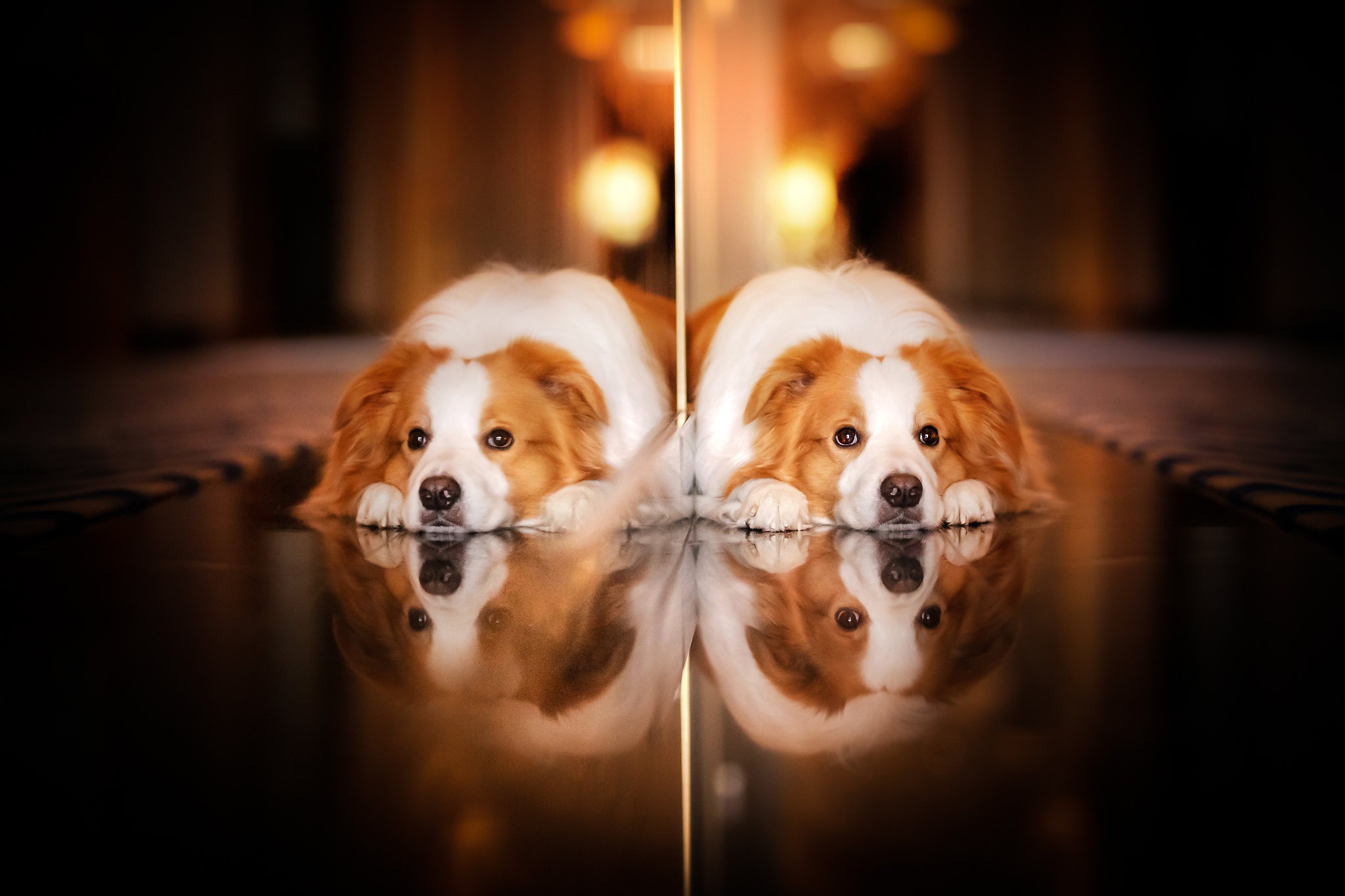 Two dogs reflected on a shiny surface HD Wallpaper