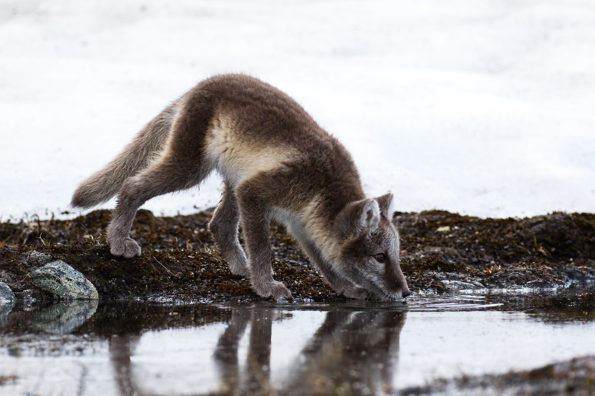 Arctic fox drinking water in snow HD Wallpaper