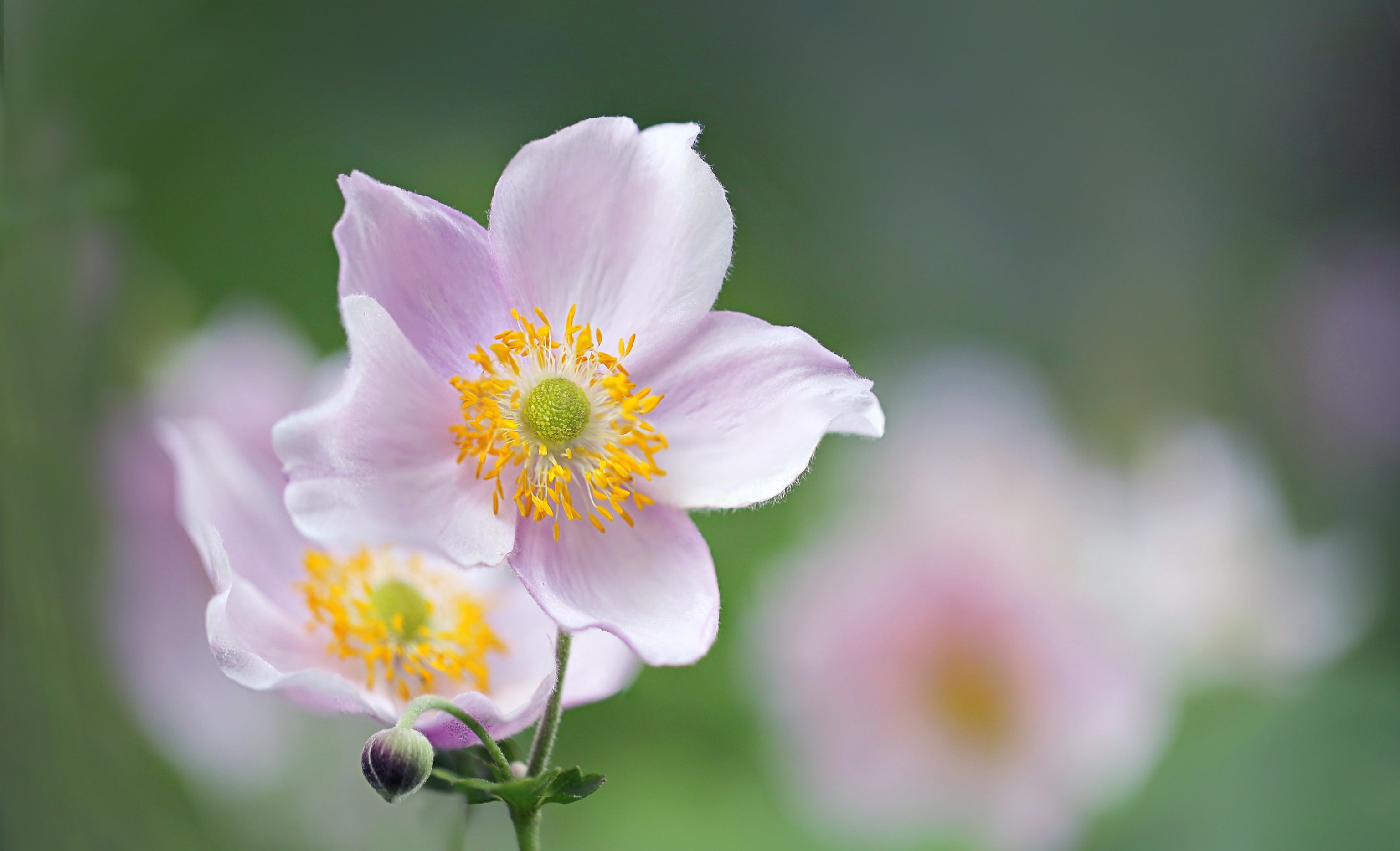 Pink Anemone flowers with yellow stamens HD Wallpaper