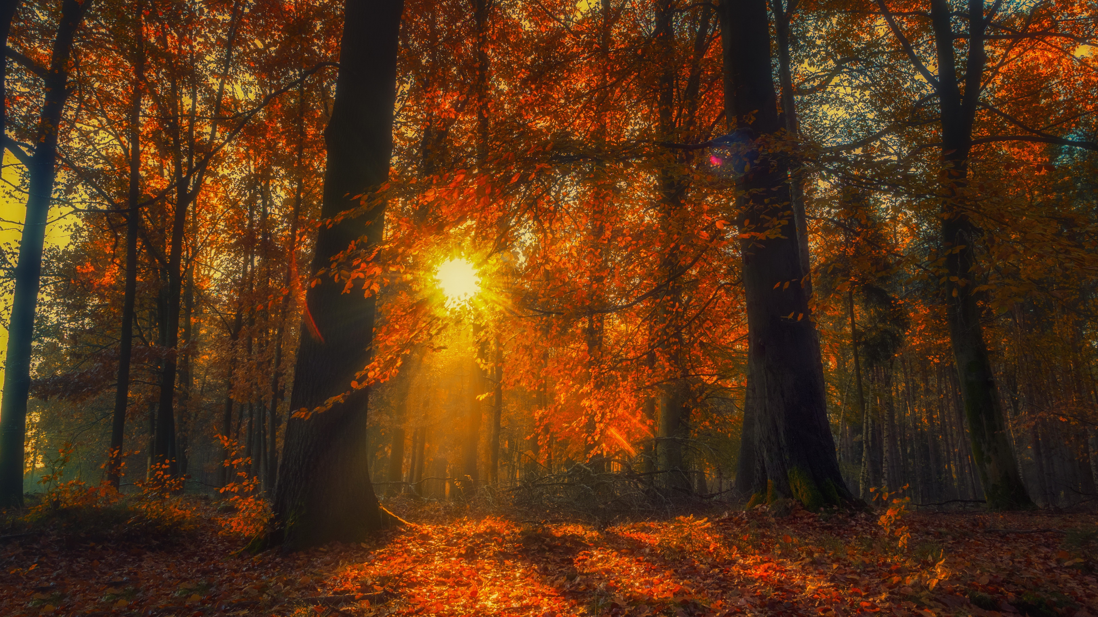 Forest in Fall with Sunlight HD Wallpaper