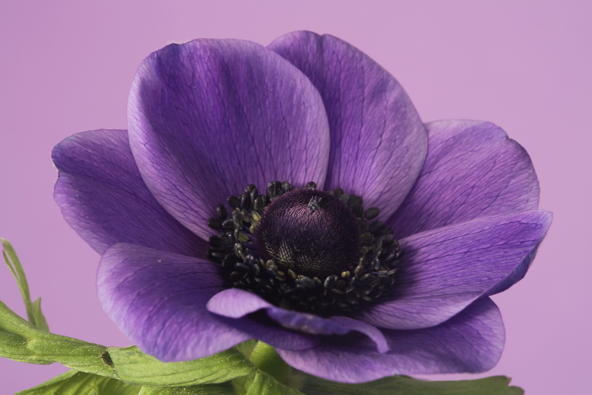 Purple Anemone Flower HD Wallpaper