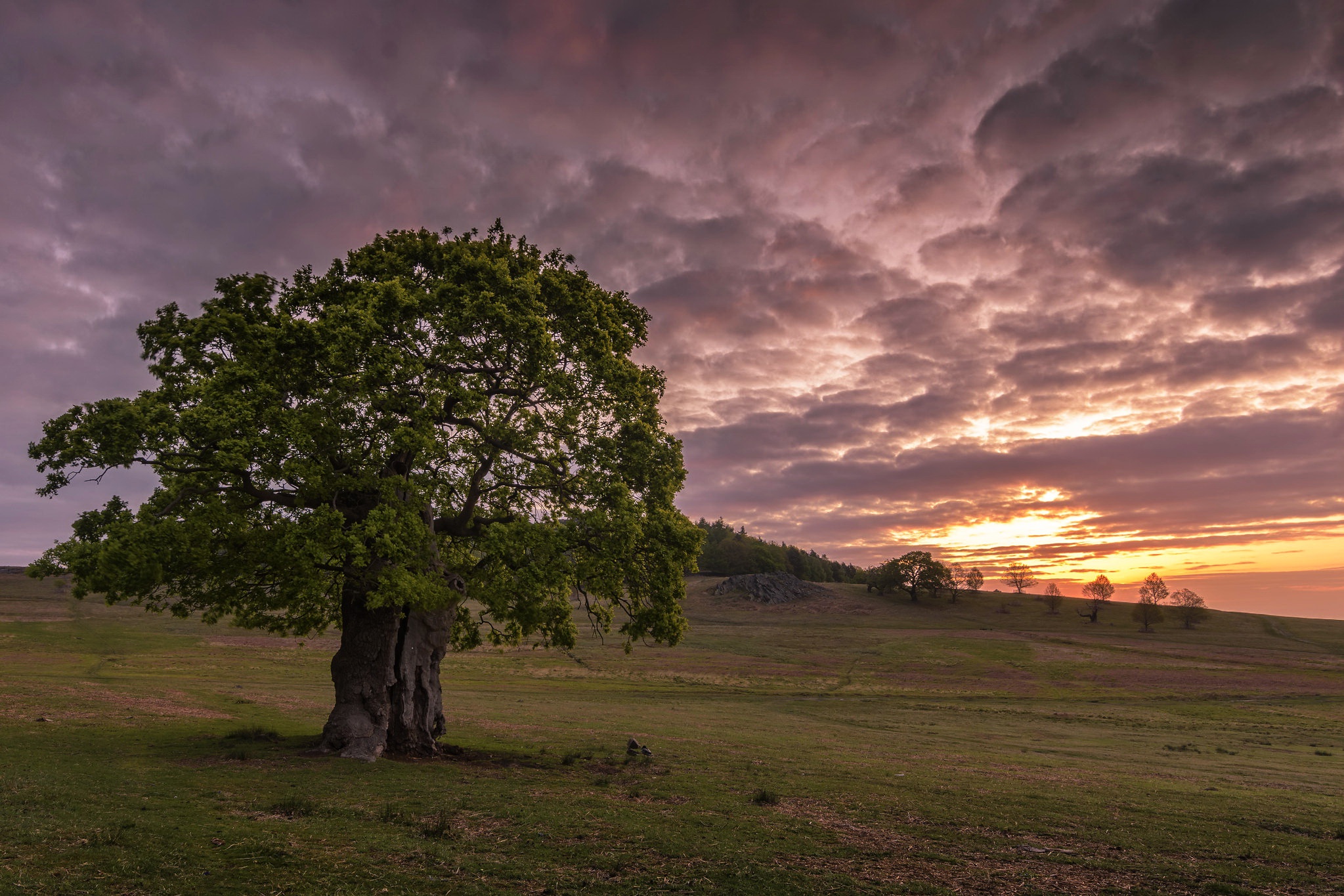 Lone oak tree in a field at sunset HD Wallpaper