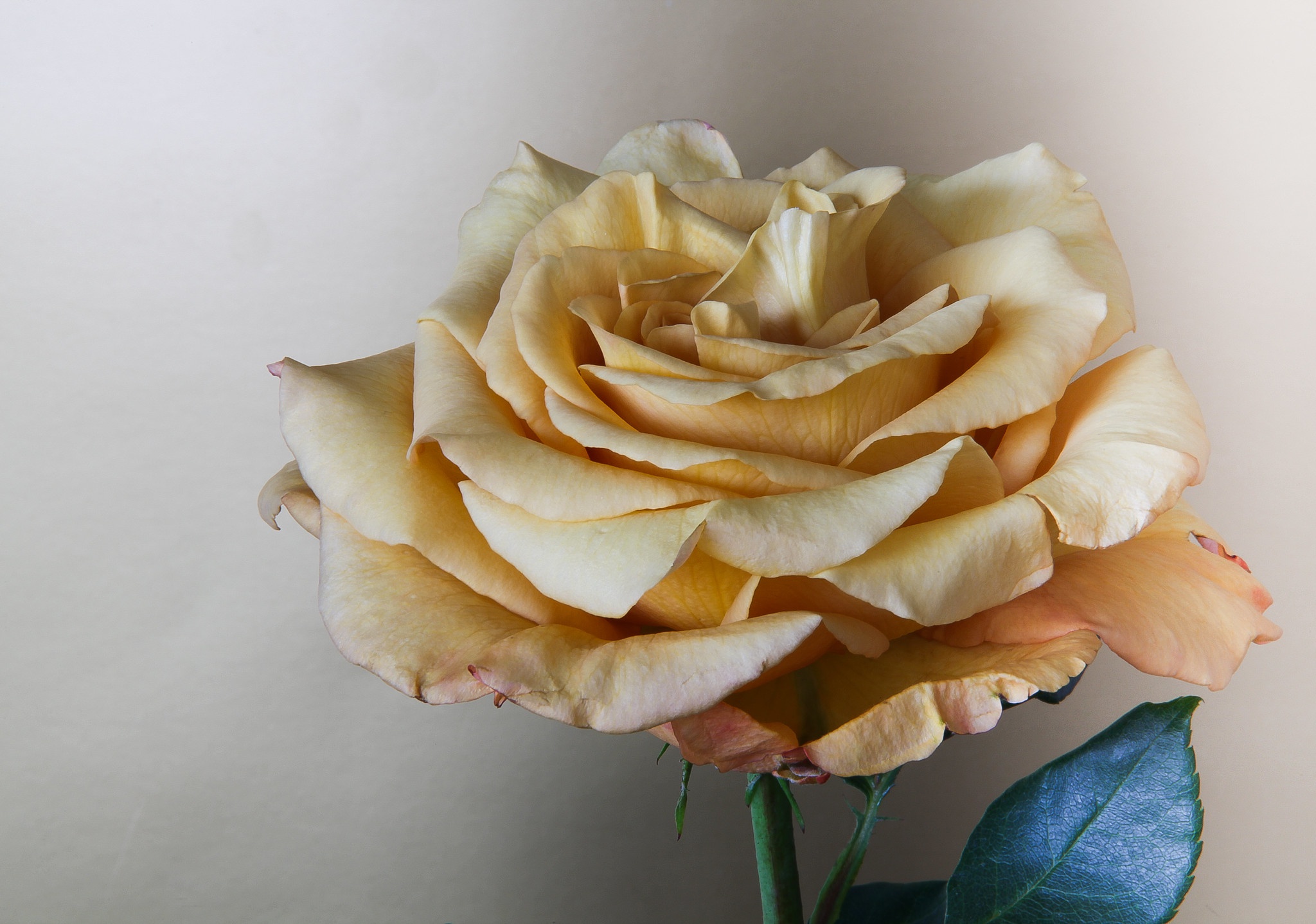 Close-up of a peach-colored rose with a green leaf HD Wallpaper