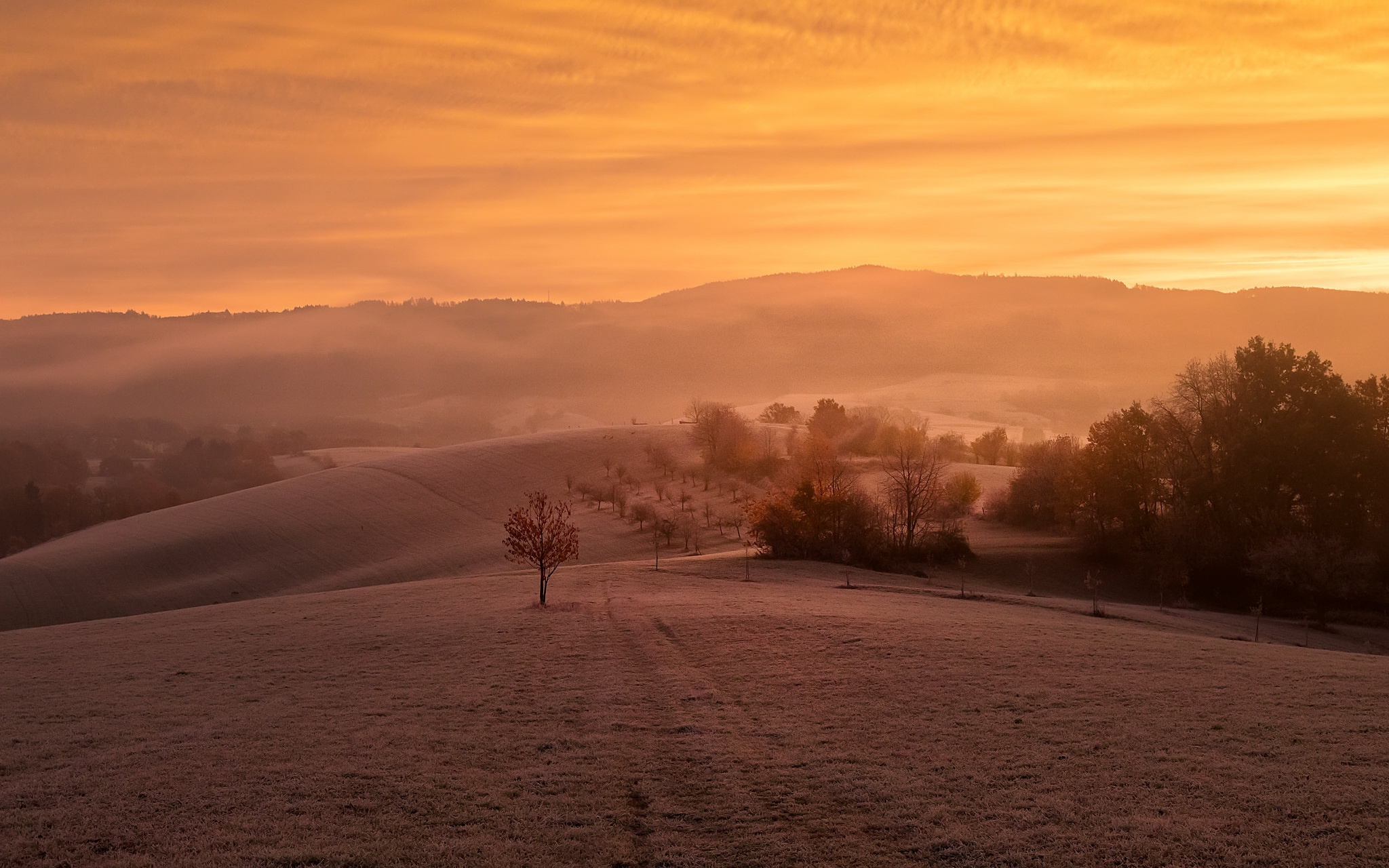 Foggy Hills at Sunrise with Lone Tree HD Wallpaper