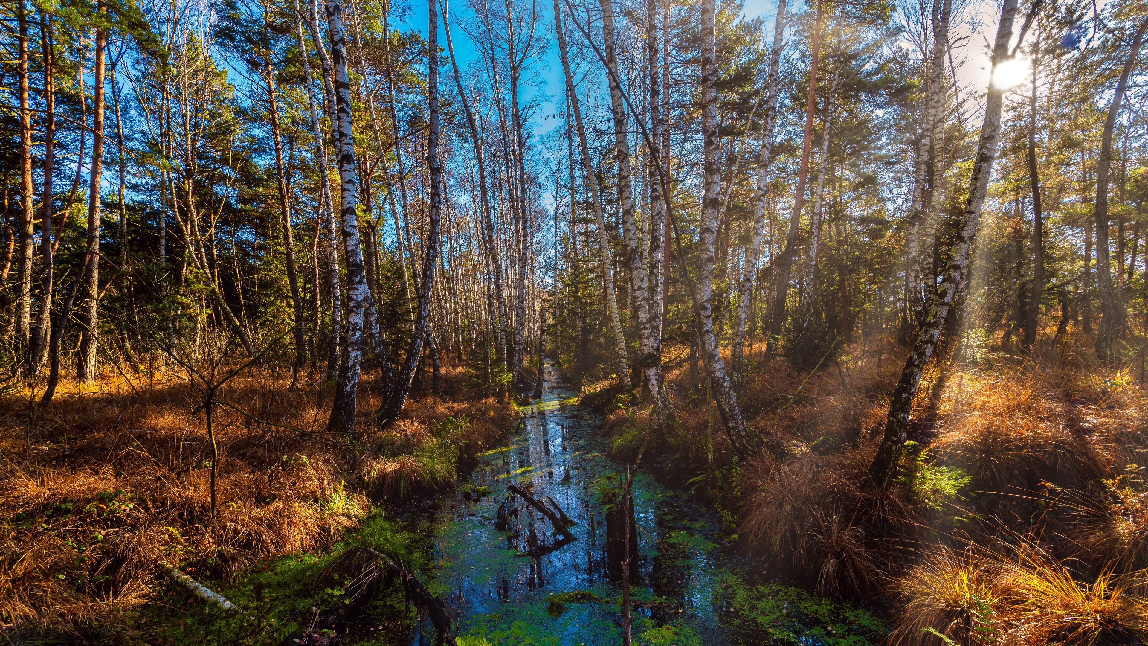 Forest with a small river and birch trees HD Wallpaper