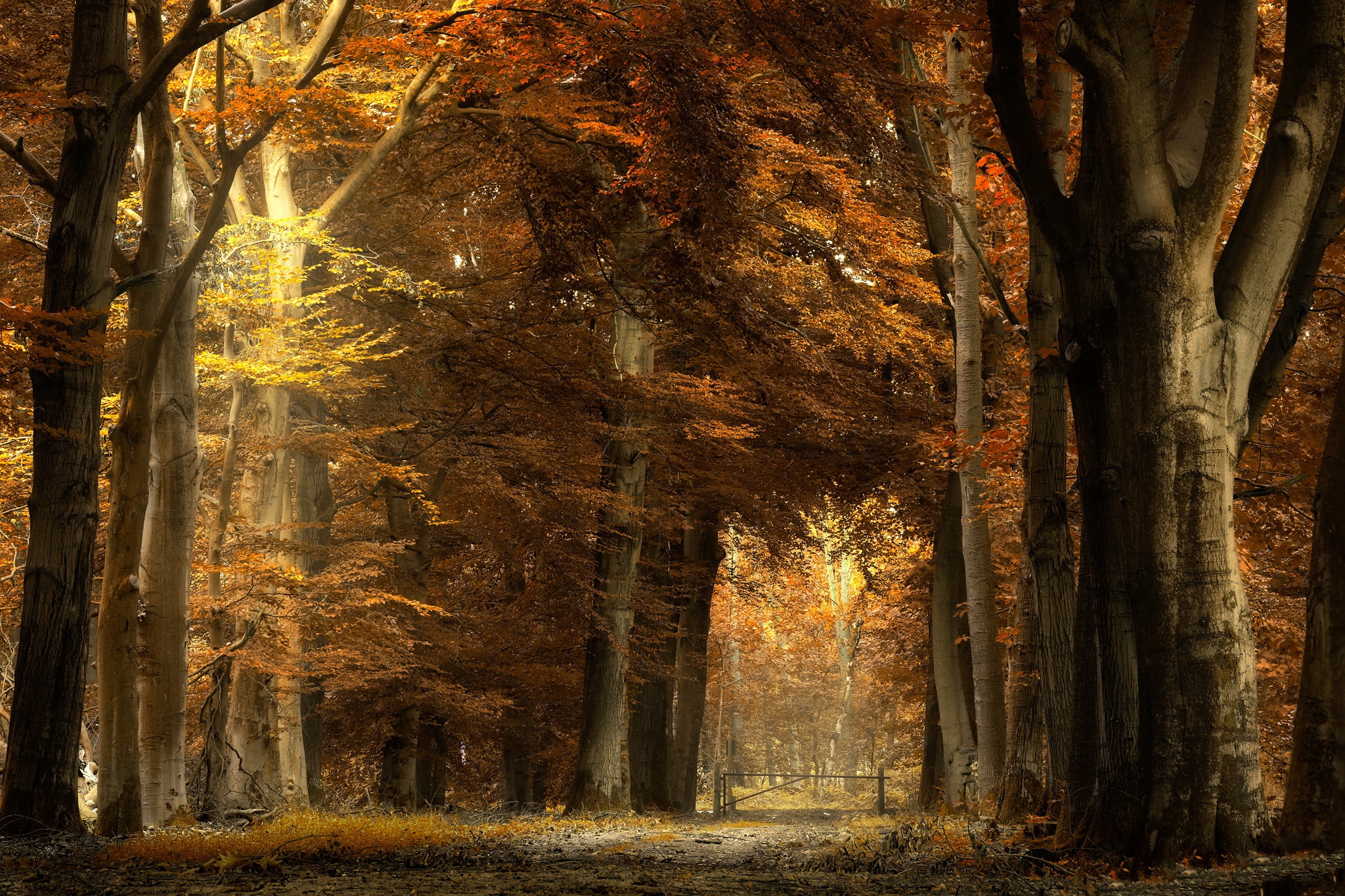 Path through an autumn forest with golden leaves HD Wallpaper