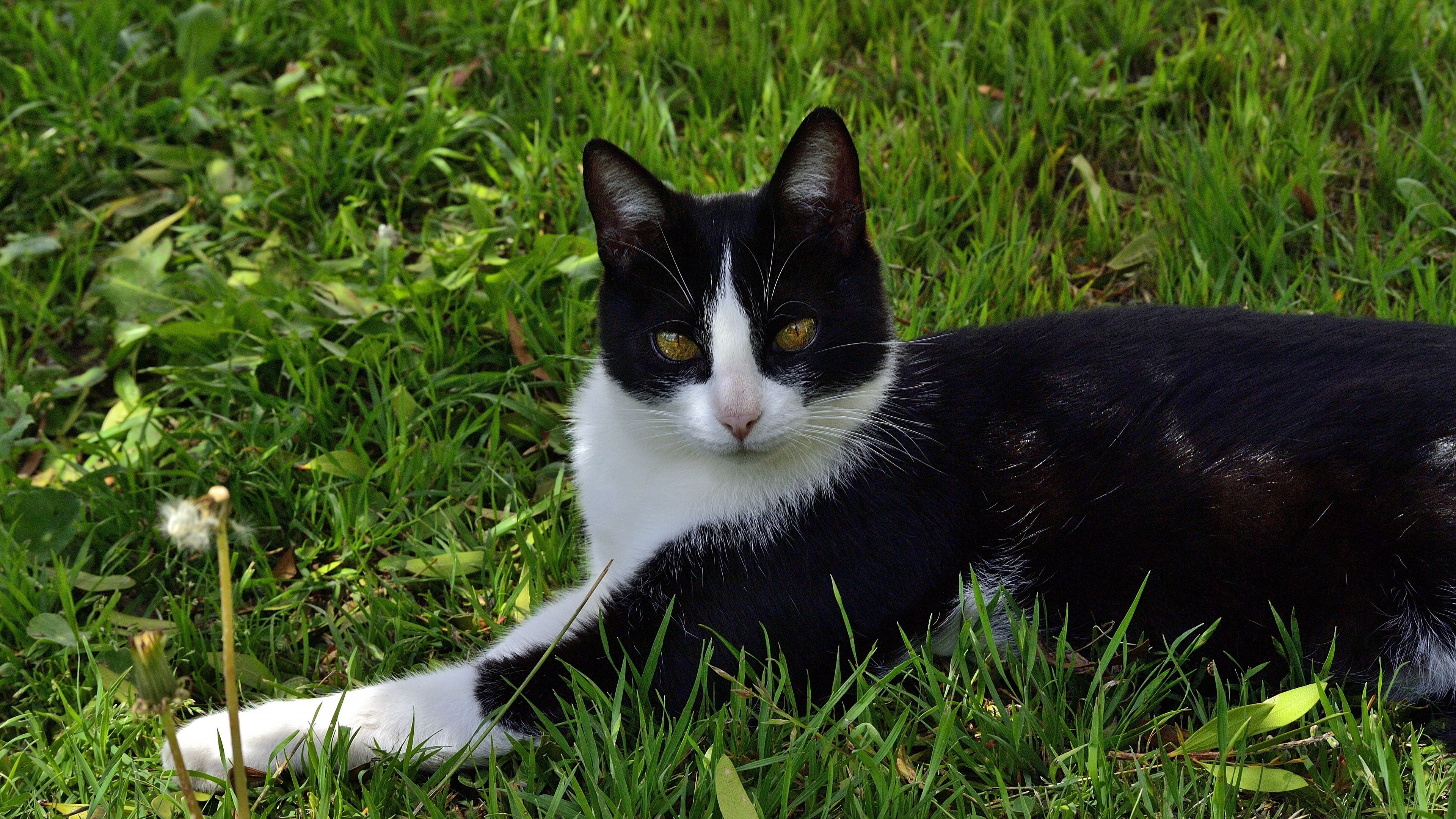Black and white cat lying on grass HD Wallpaper