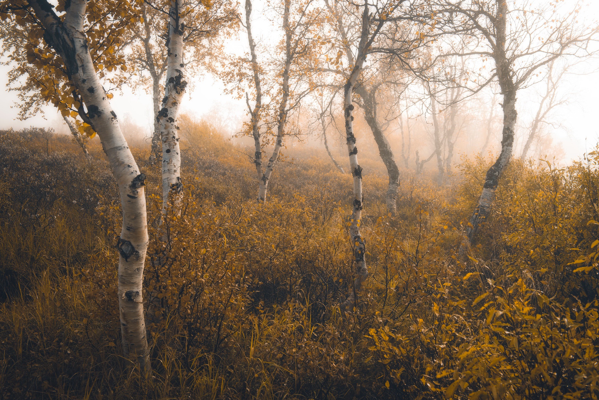 Birch trees in a foggy autumn forest HD Wallpaper