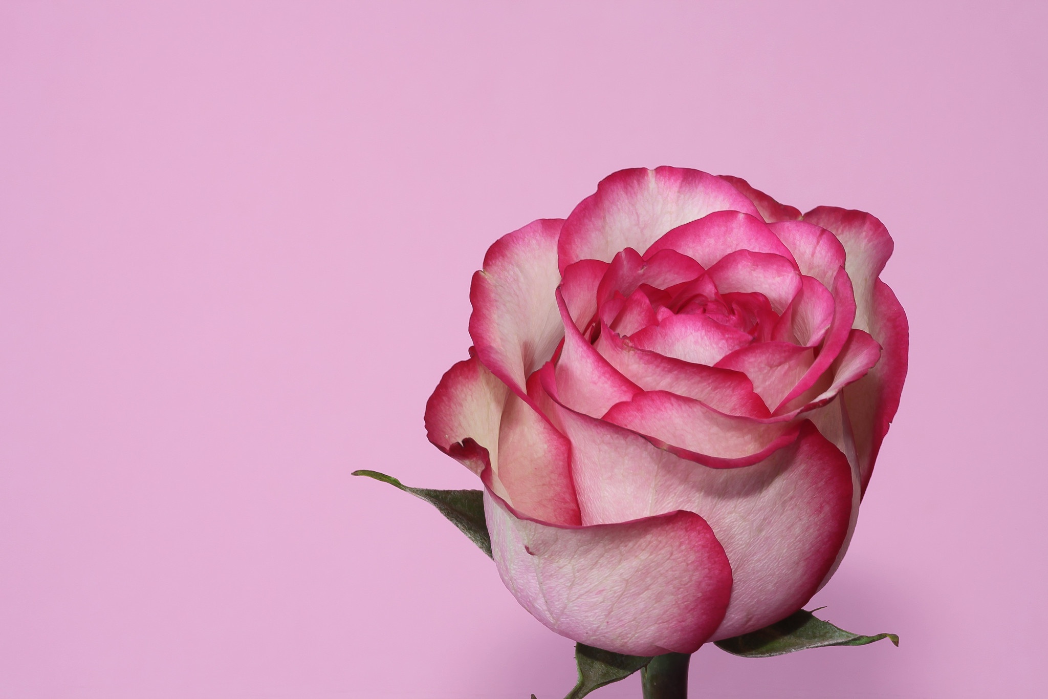 Pink and white rose with pink background HD Wallpaper