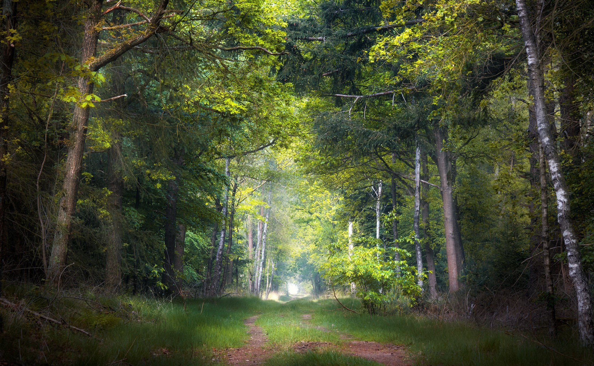 Forest Path with Sunlight HD Wallpaper