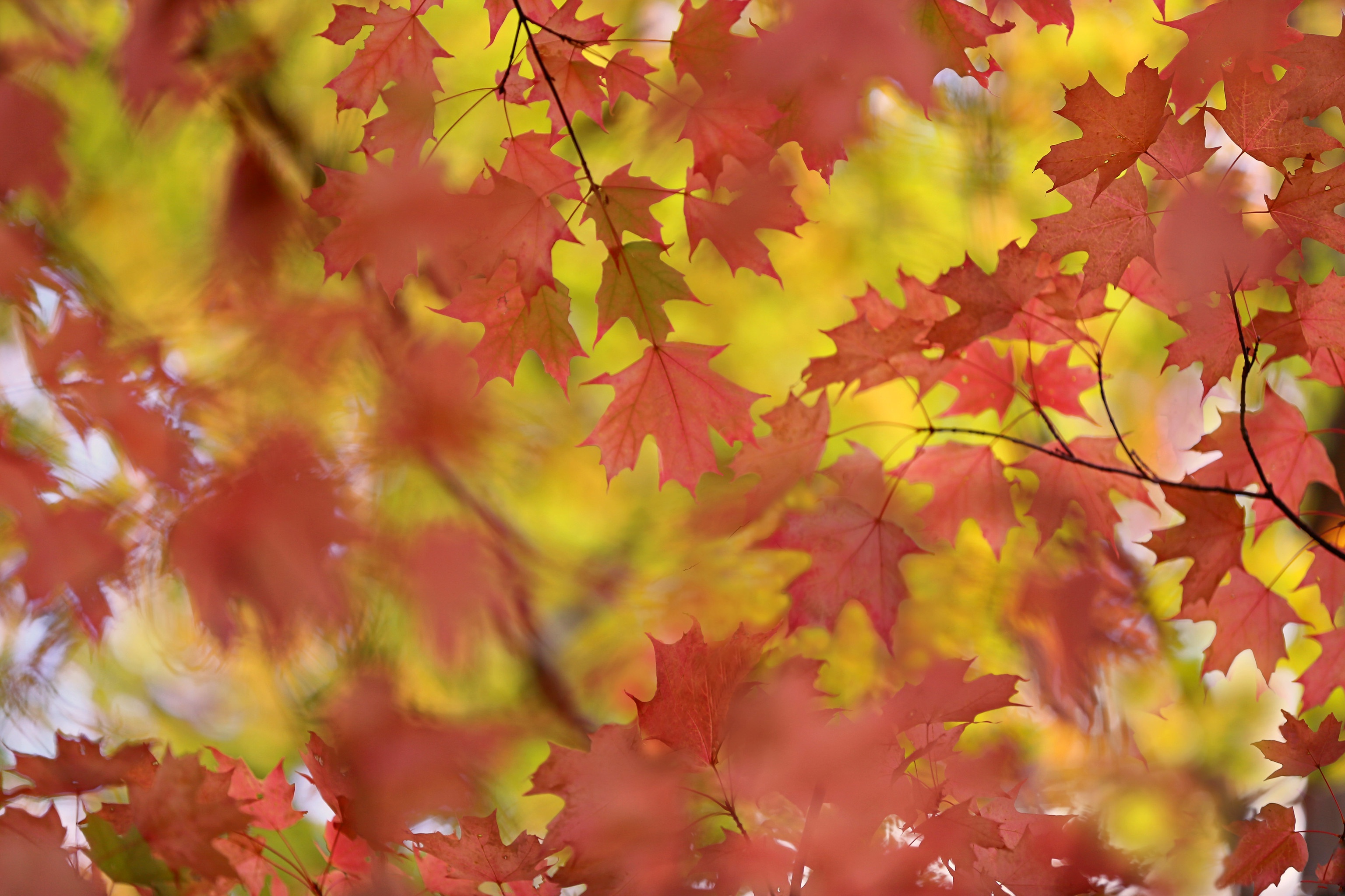 Red Maple Leaves in Autumn HD Wallpaper
