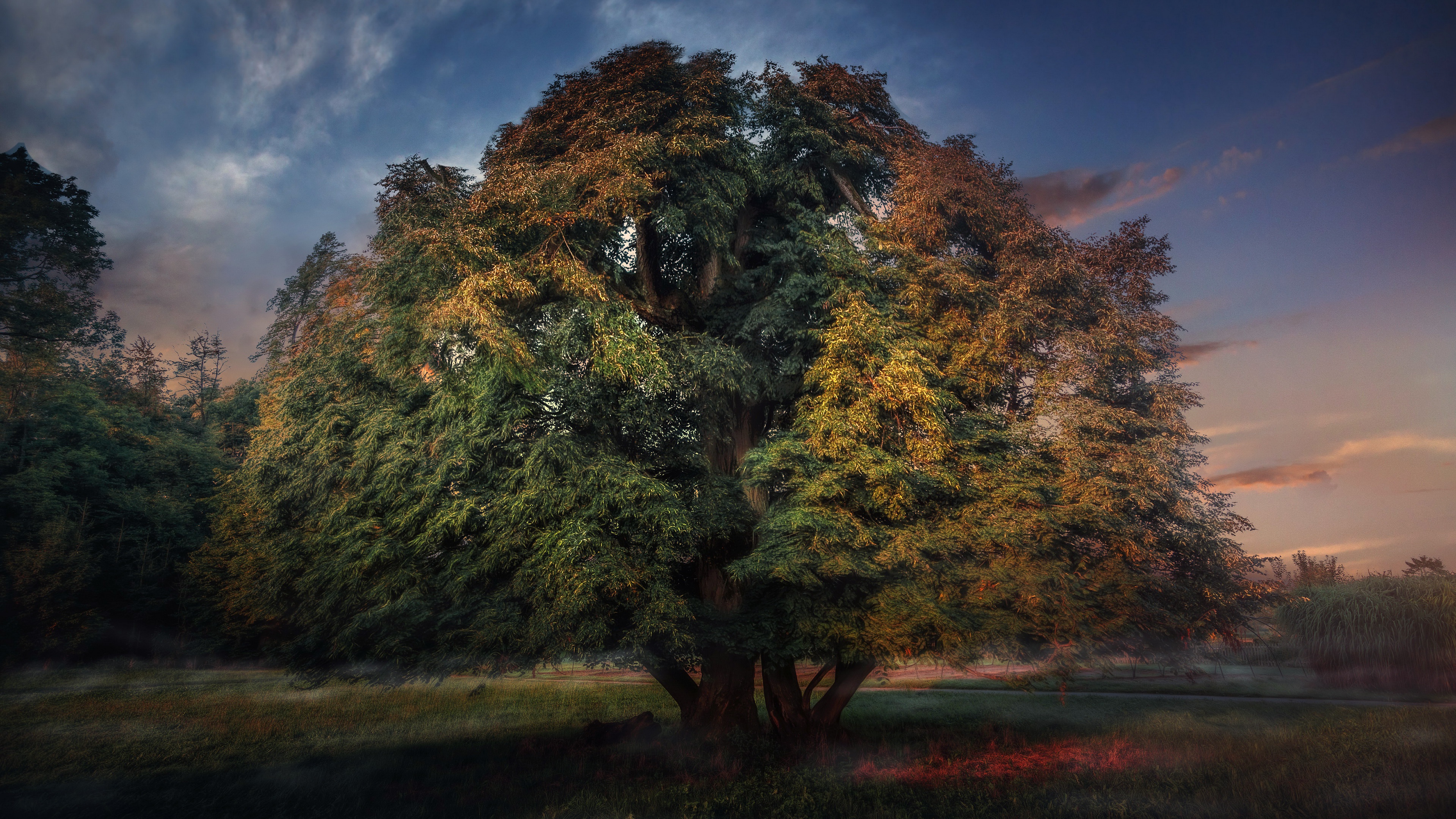 Giant Tree in a Field at Dusk HD Wallpaper