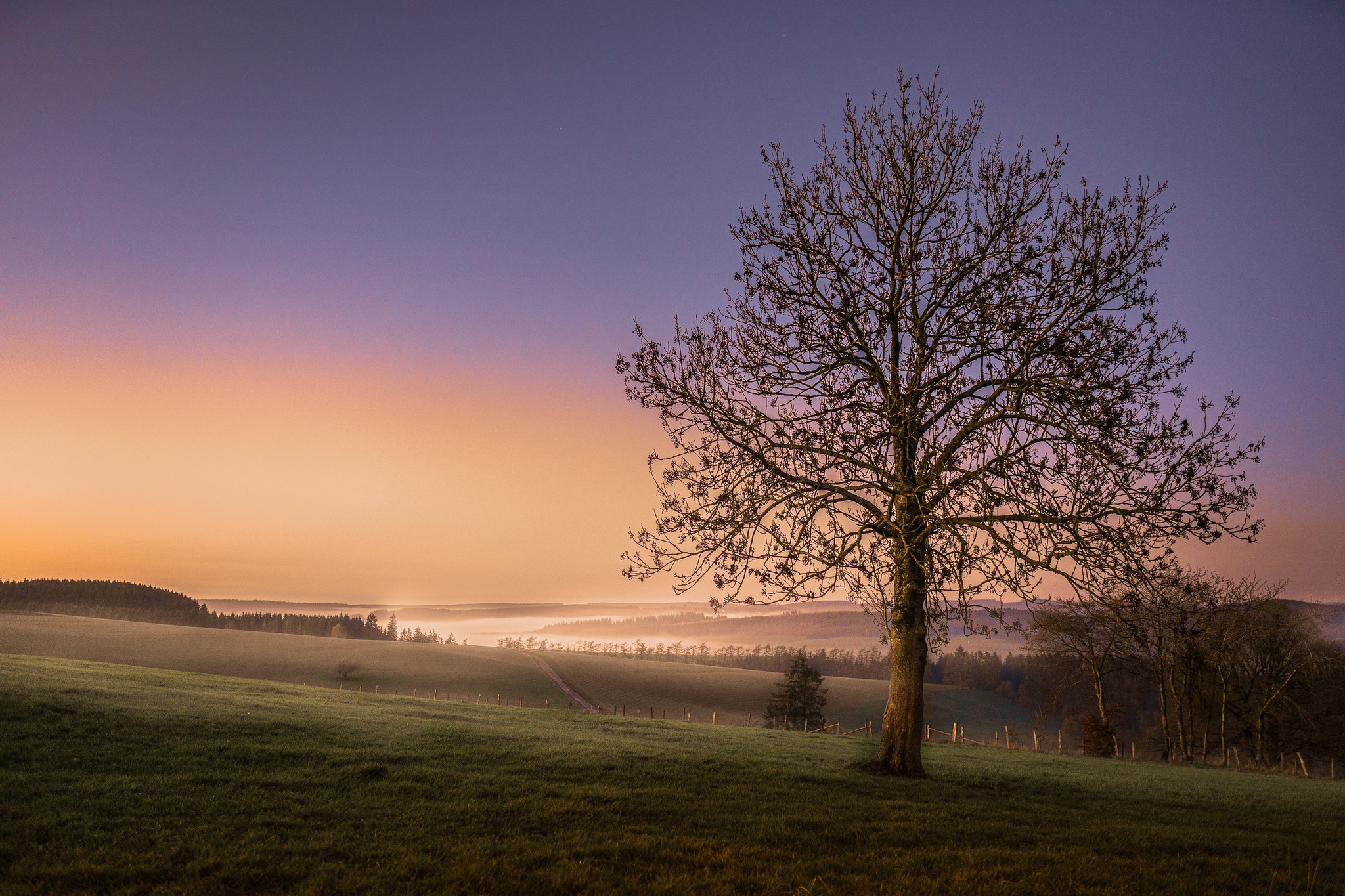 Tree in a field at sunset HD Wallpaper