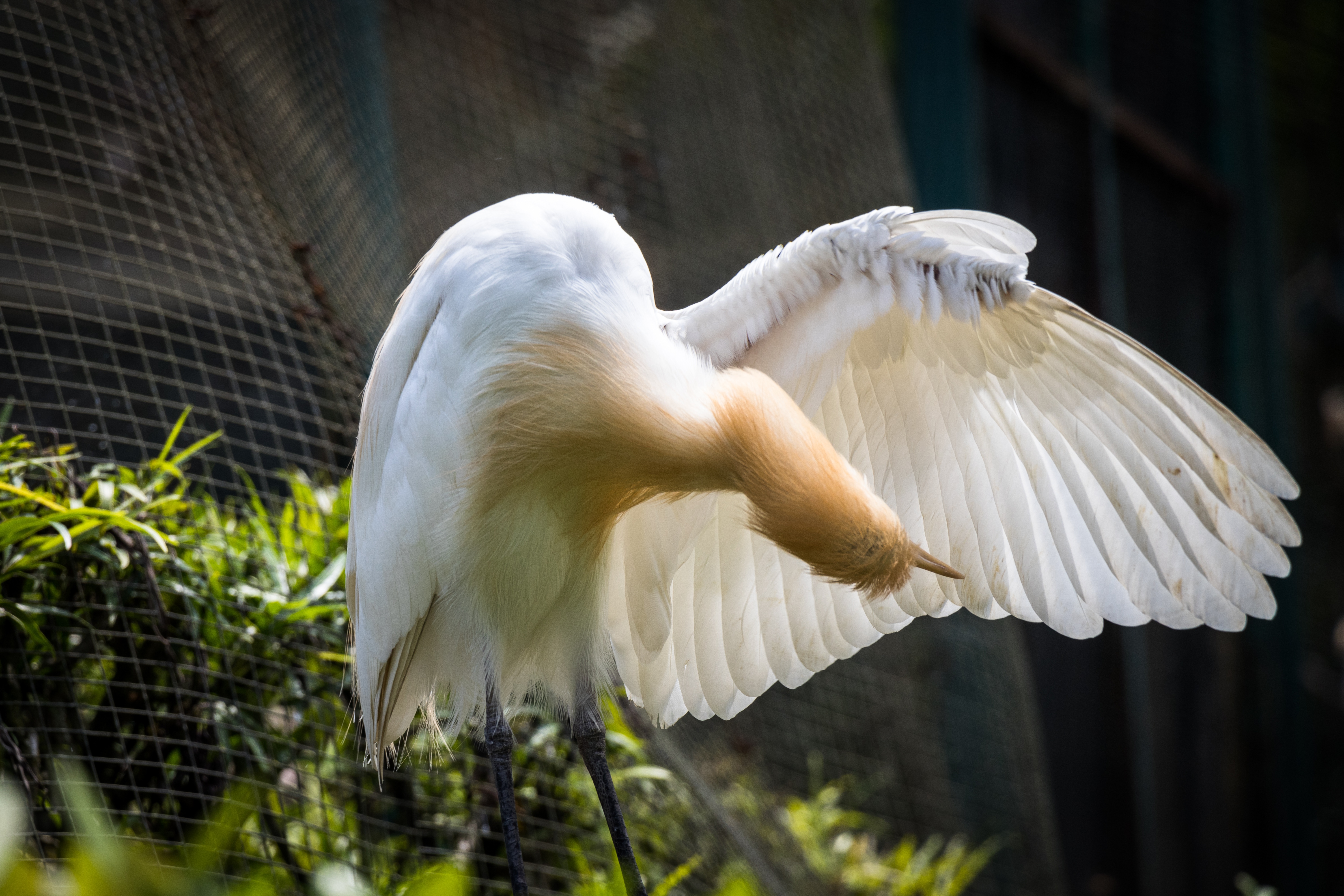 Cattle Egret bird with orange neck and white wings HD Wallpaper