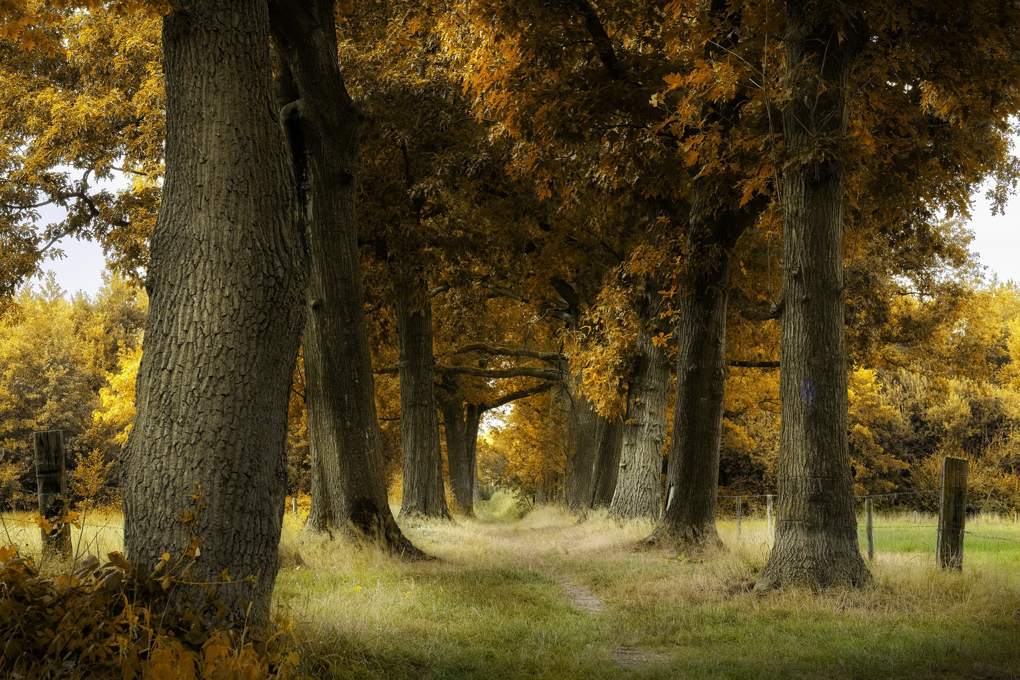Autumn path lined with trees HD Wallpaper
