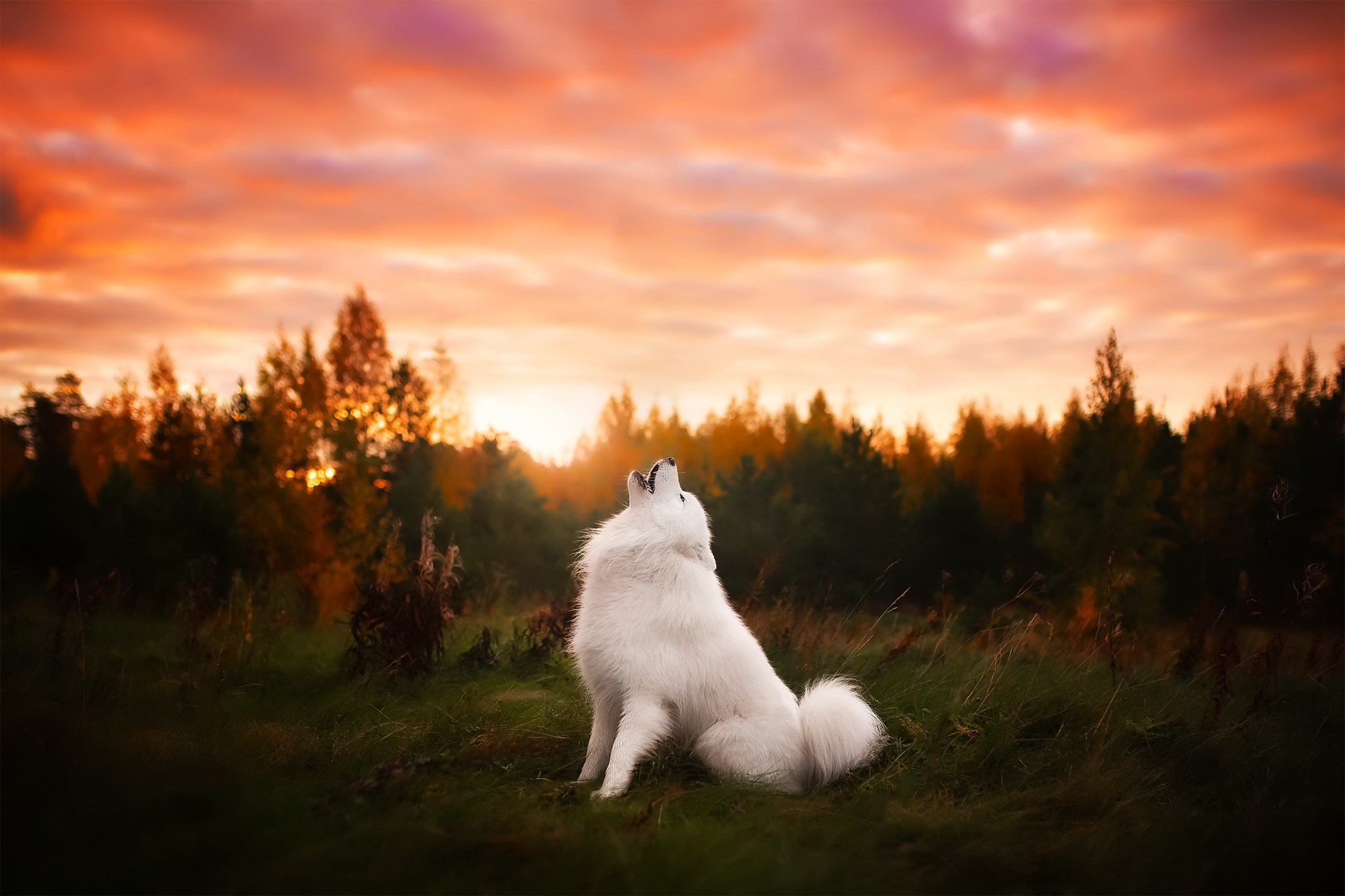 White Spitz dog howling at sunset HD Wallpaper