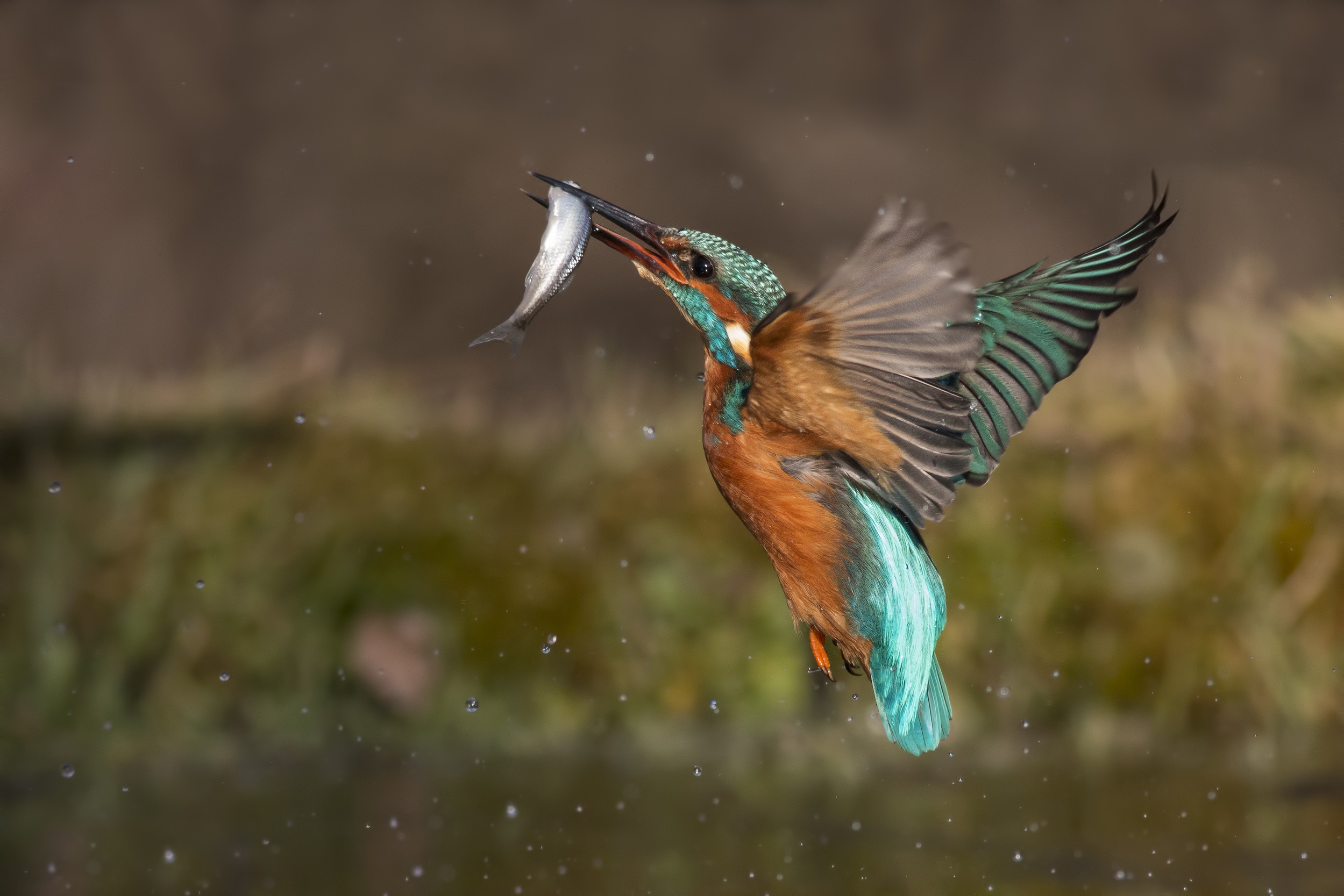 Kingfisher in flight with a fish in its beak HD Wallpaper