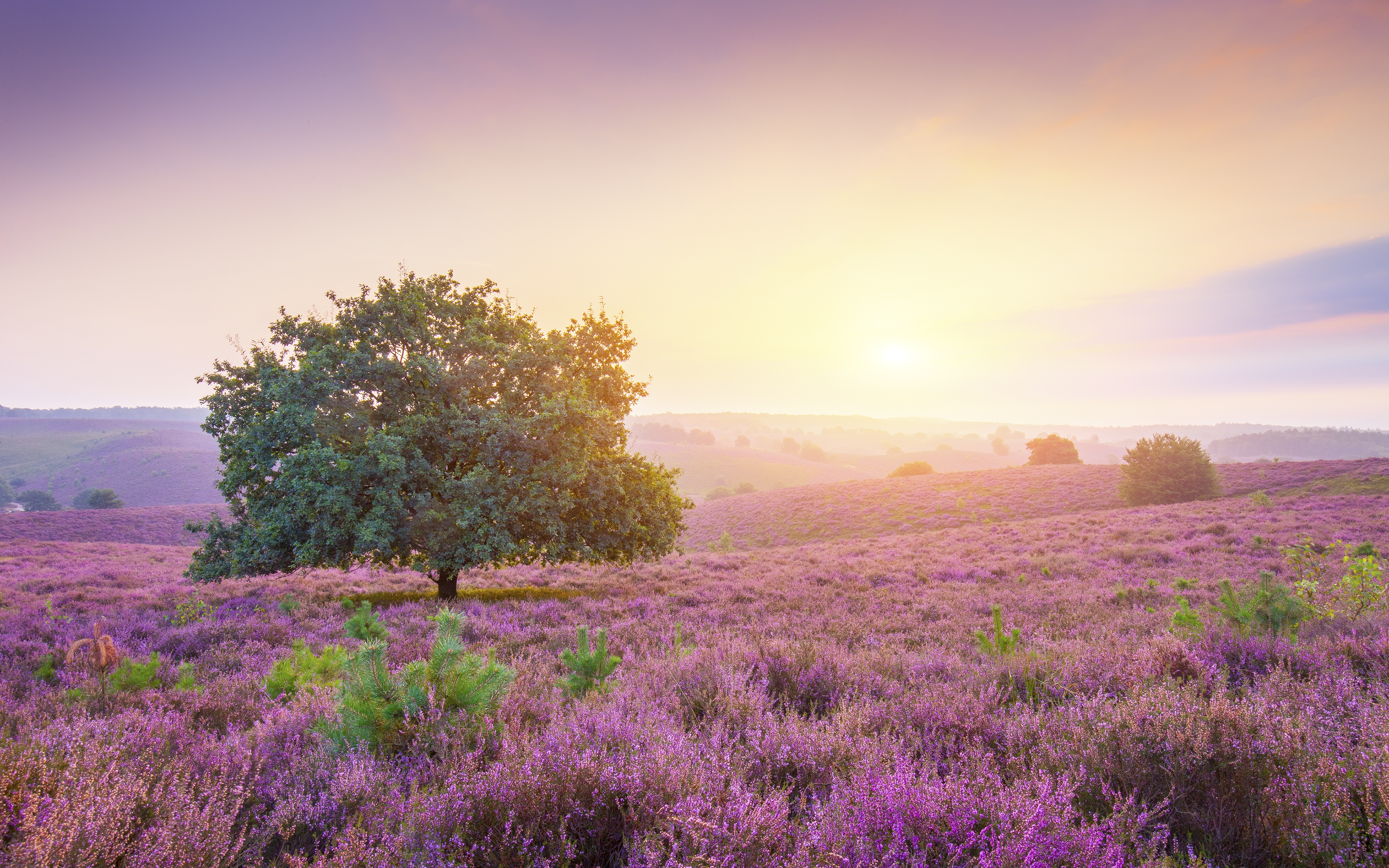 Purple Heather Field at Sunrise HD Wallpaper