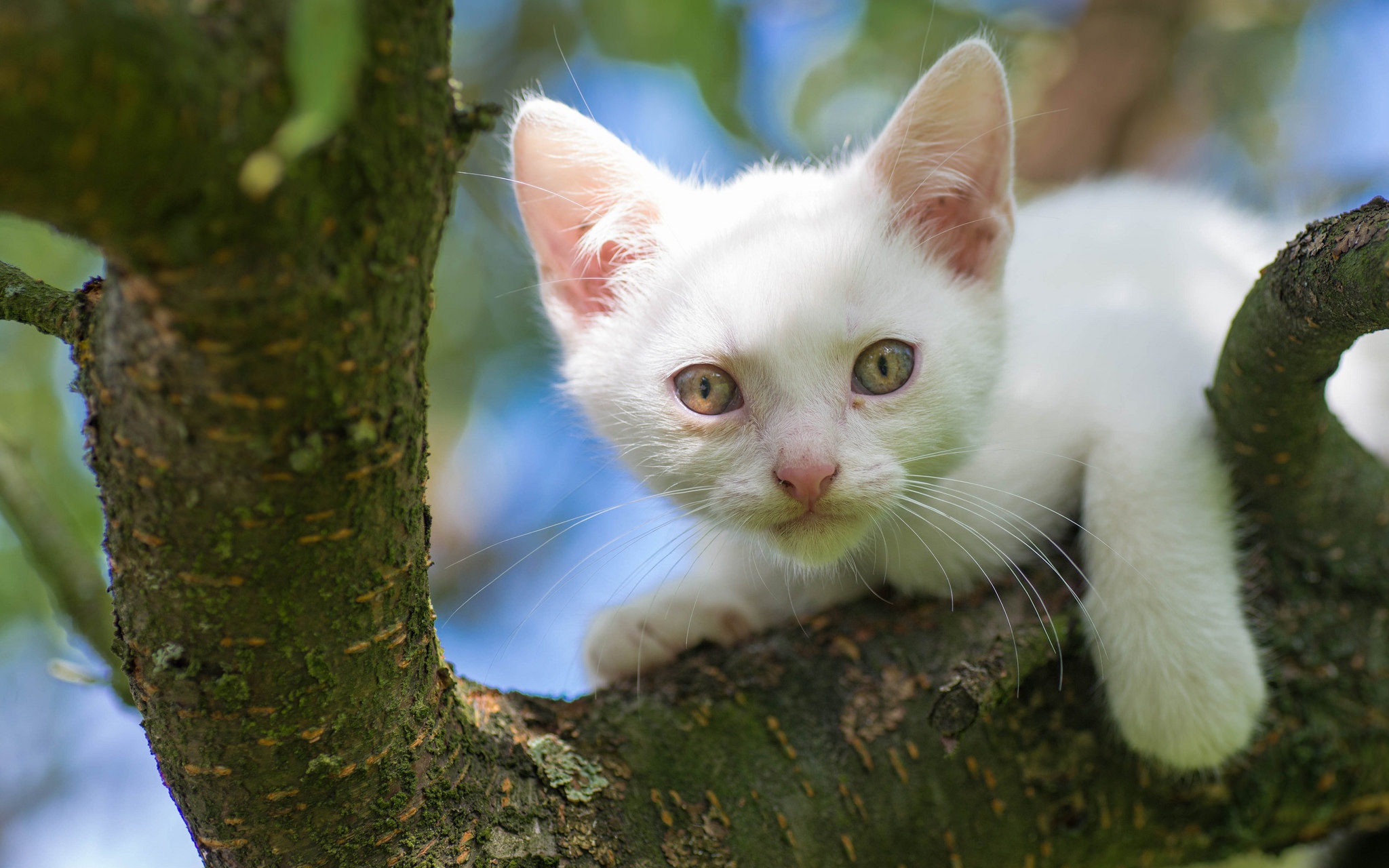 White kitten perched on a tree branch HD Wallpaper