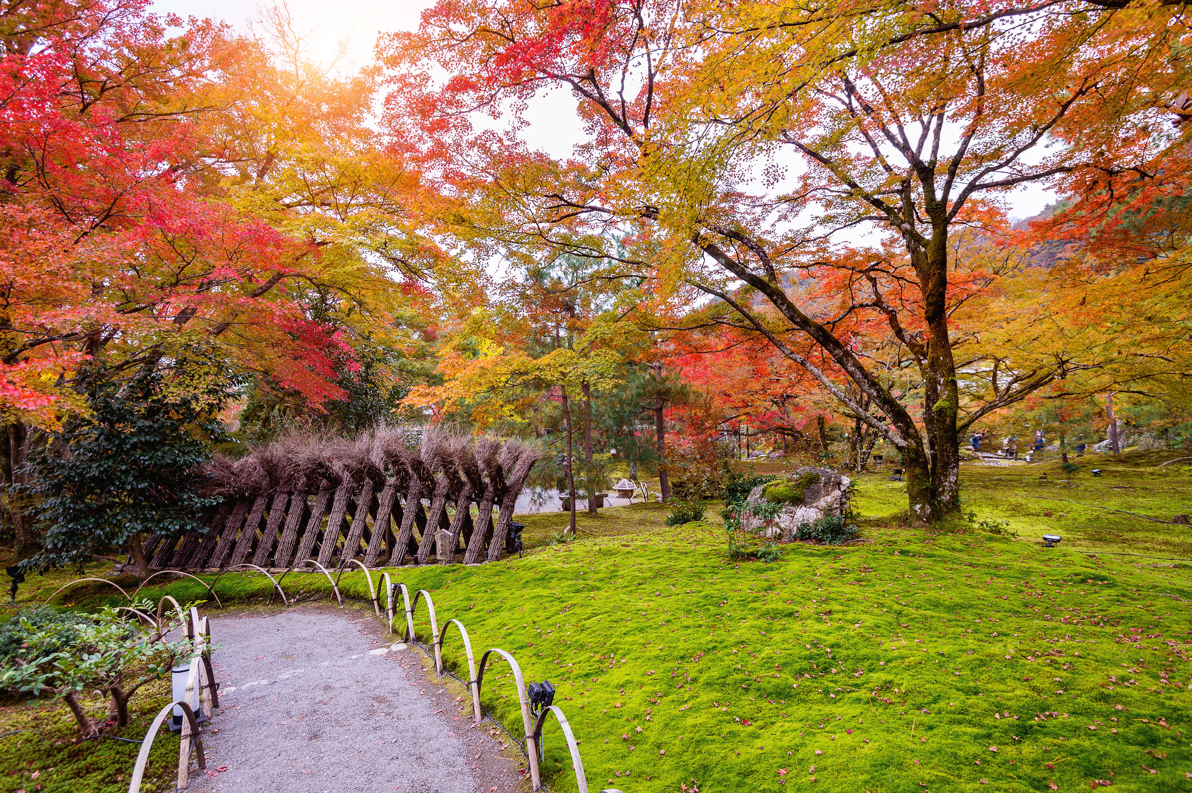 Autumn park with colorful trees and mossy ground HD Wallpaper