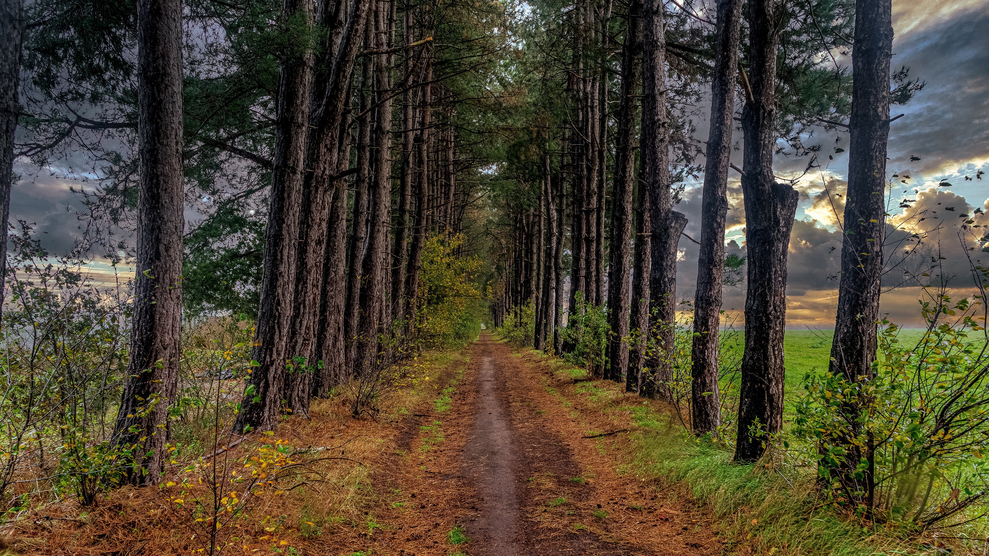 Path through a pine forest HD Wallpaper