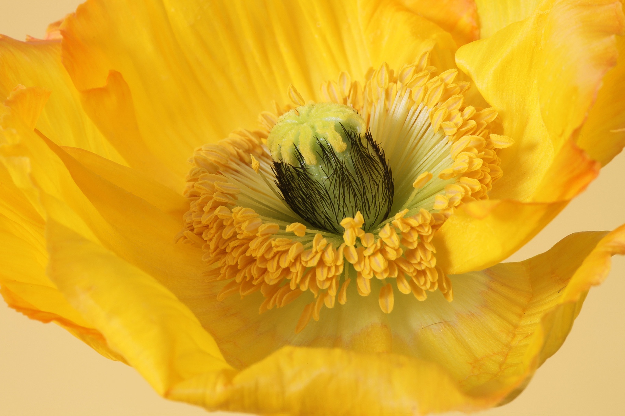 Close-up of a yellow poppy flower HD Wallpaper