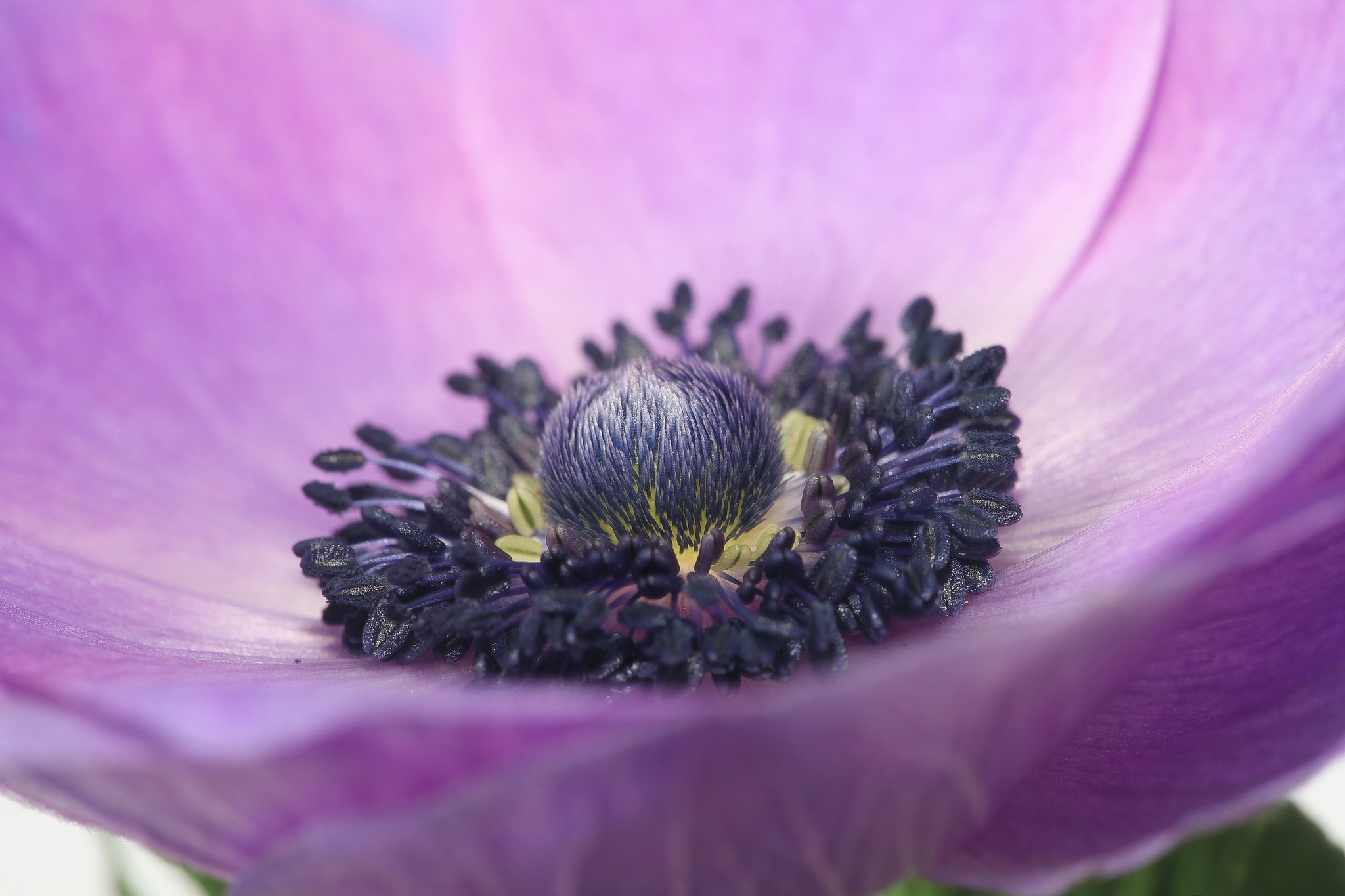 Macro shot of a purple Anemone flower HD Wallpaper