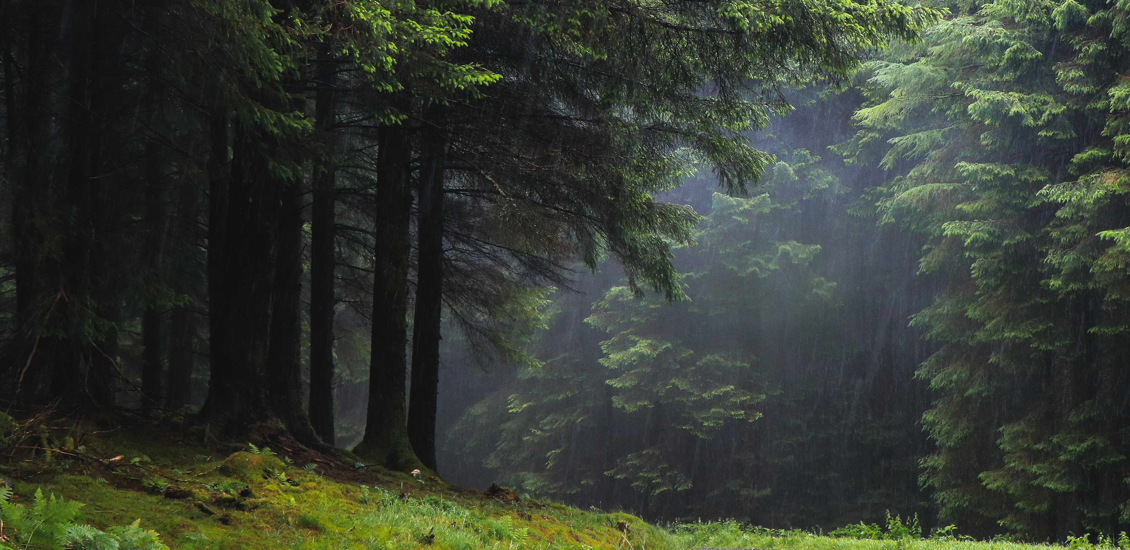 Rain falling in a dark, misty forest with tall trees HD Wallpaper