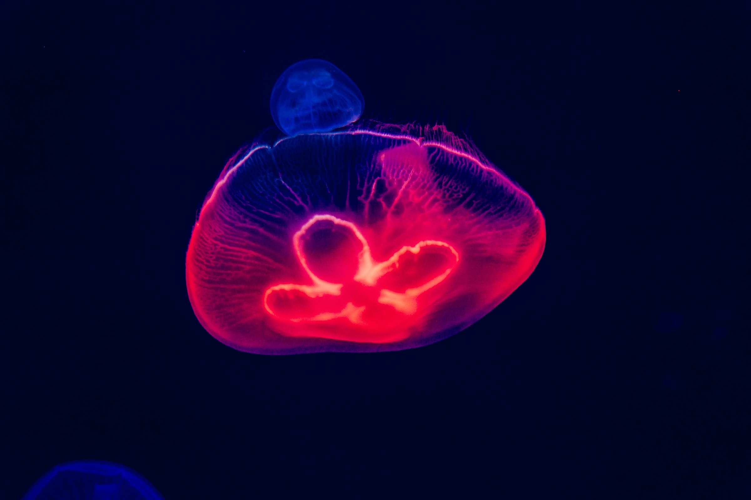 Two glowing jellyfish in dark water HD Wallpaper