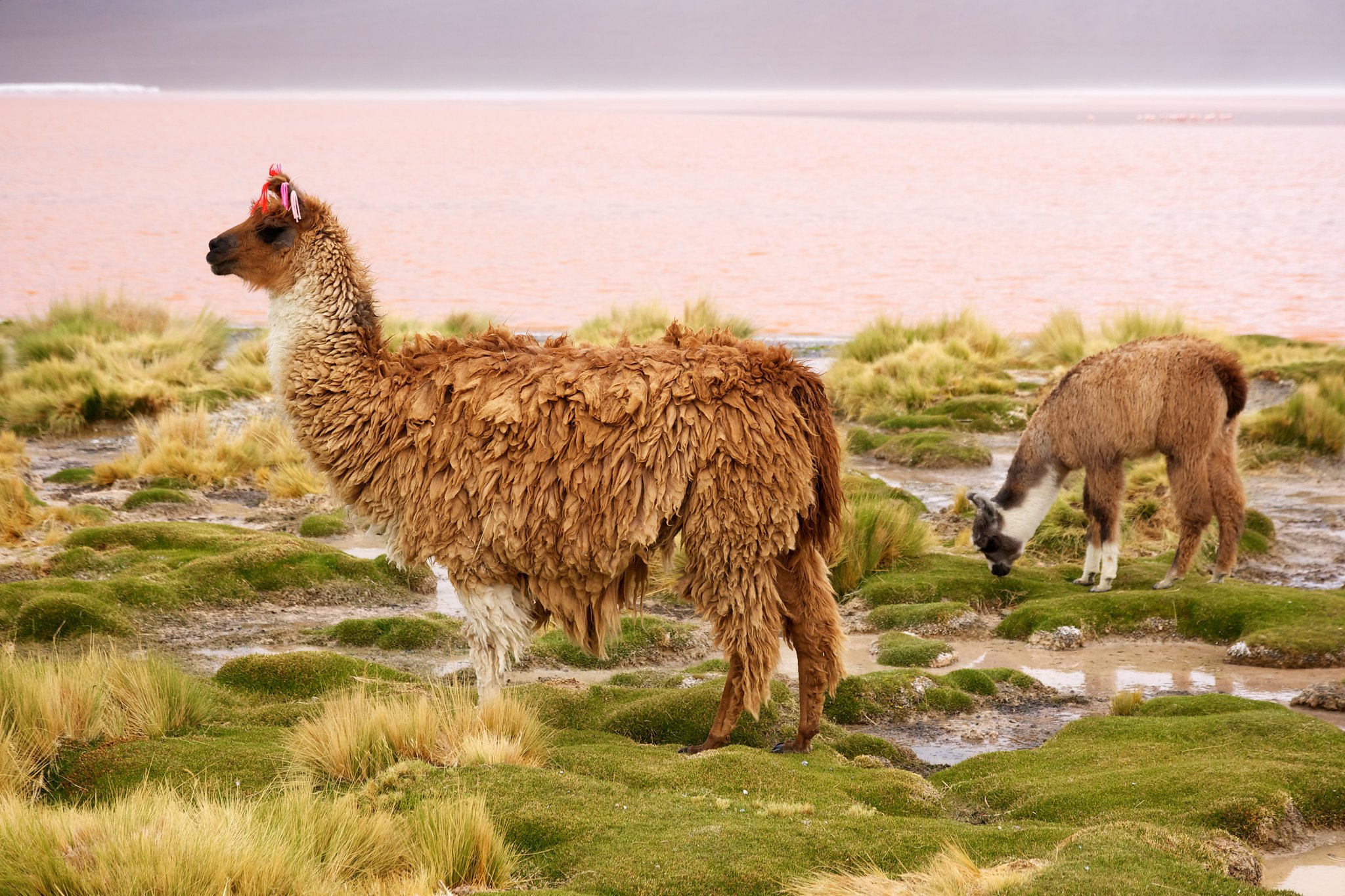 Llama with pink decoration on head near pink lake HD Wallpaper
