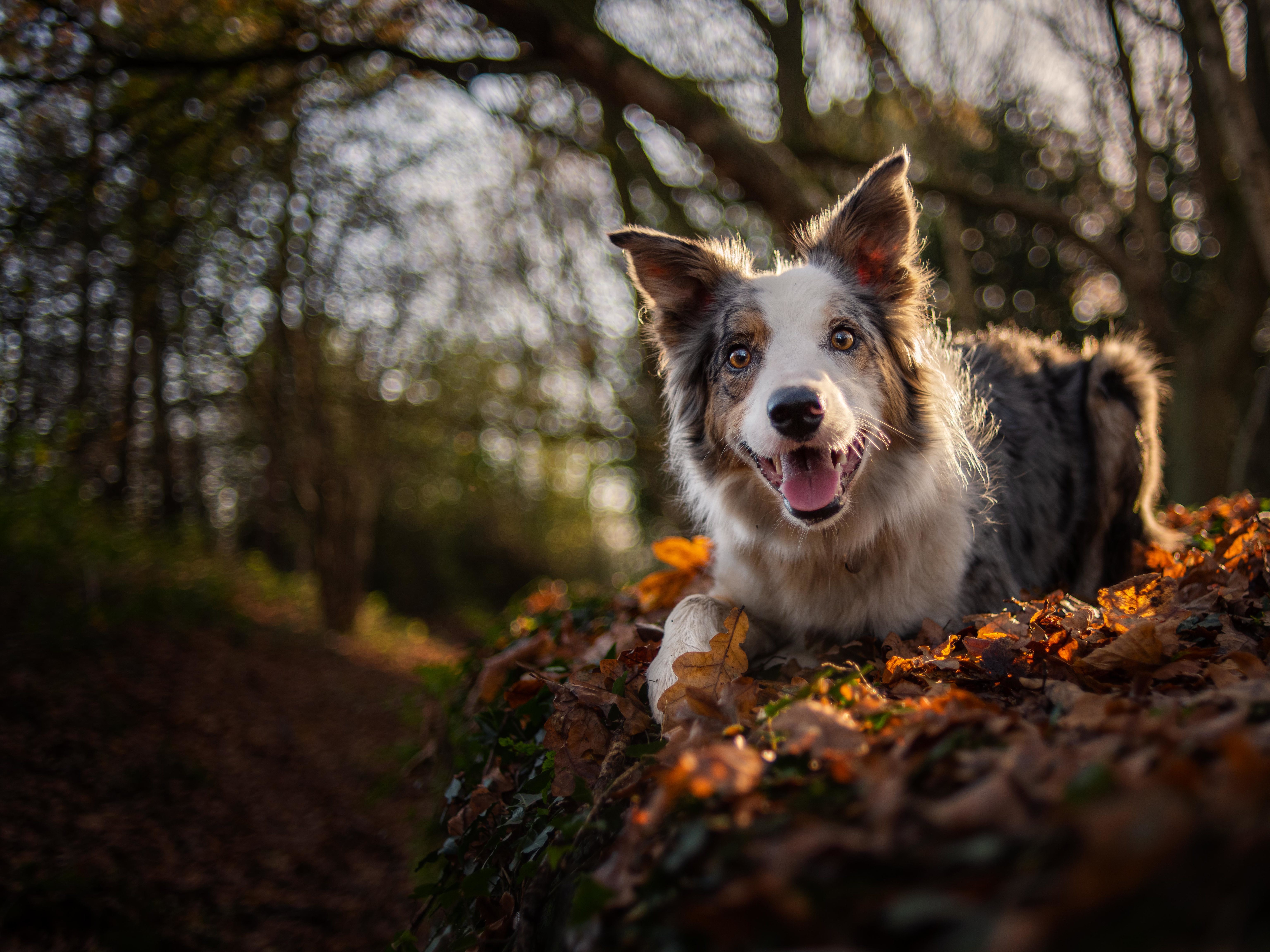 Border Collie dog lying in autumn leaves HD Wallpaper