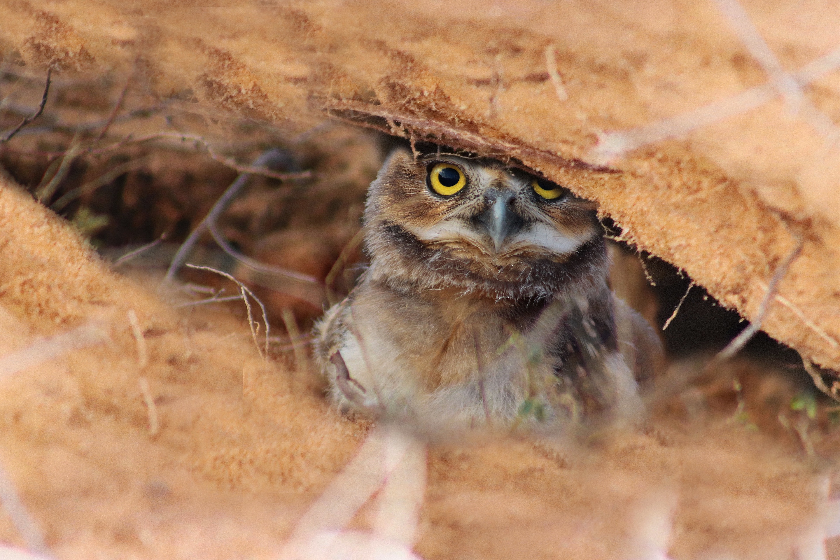 Burrowing owl peeking from its burrow HD Wallpaper