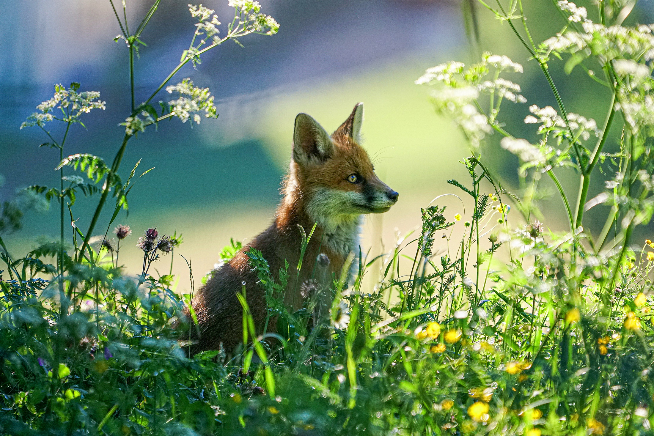 A young fox sits in tall green grass with wildflowers HD Wallpaper