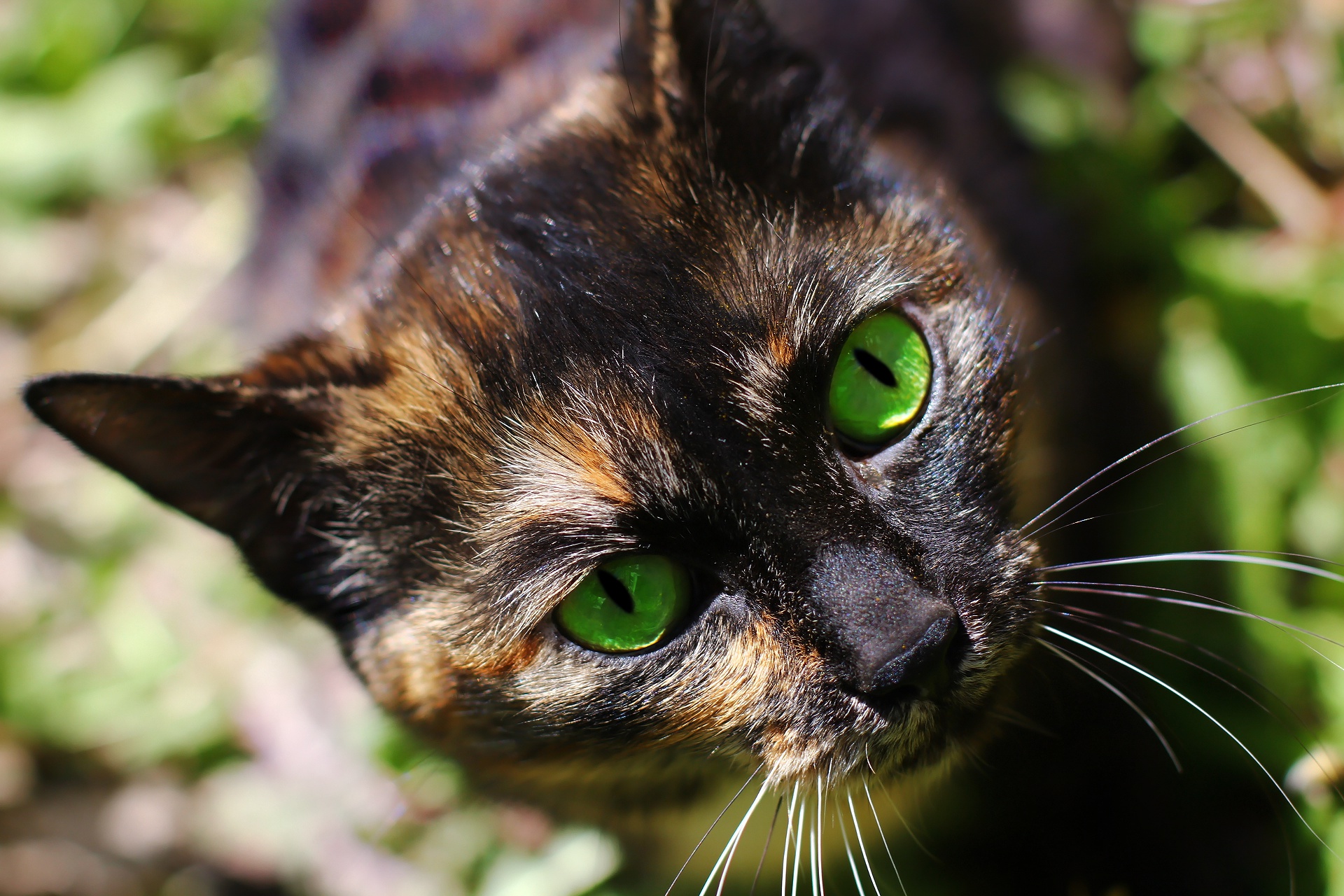 Tortoiseshell Cat with Bright Green Eyes HD Wallpaper