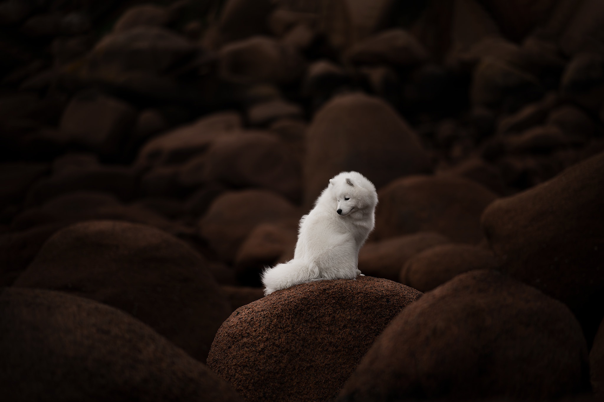 White Samoyed dog sitting on a rock HD Wallpaper