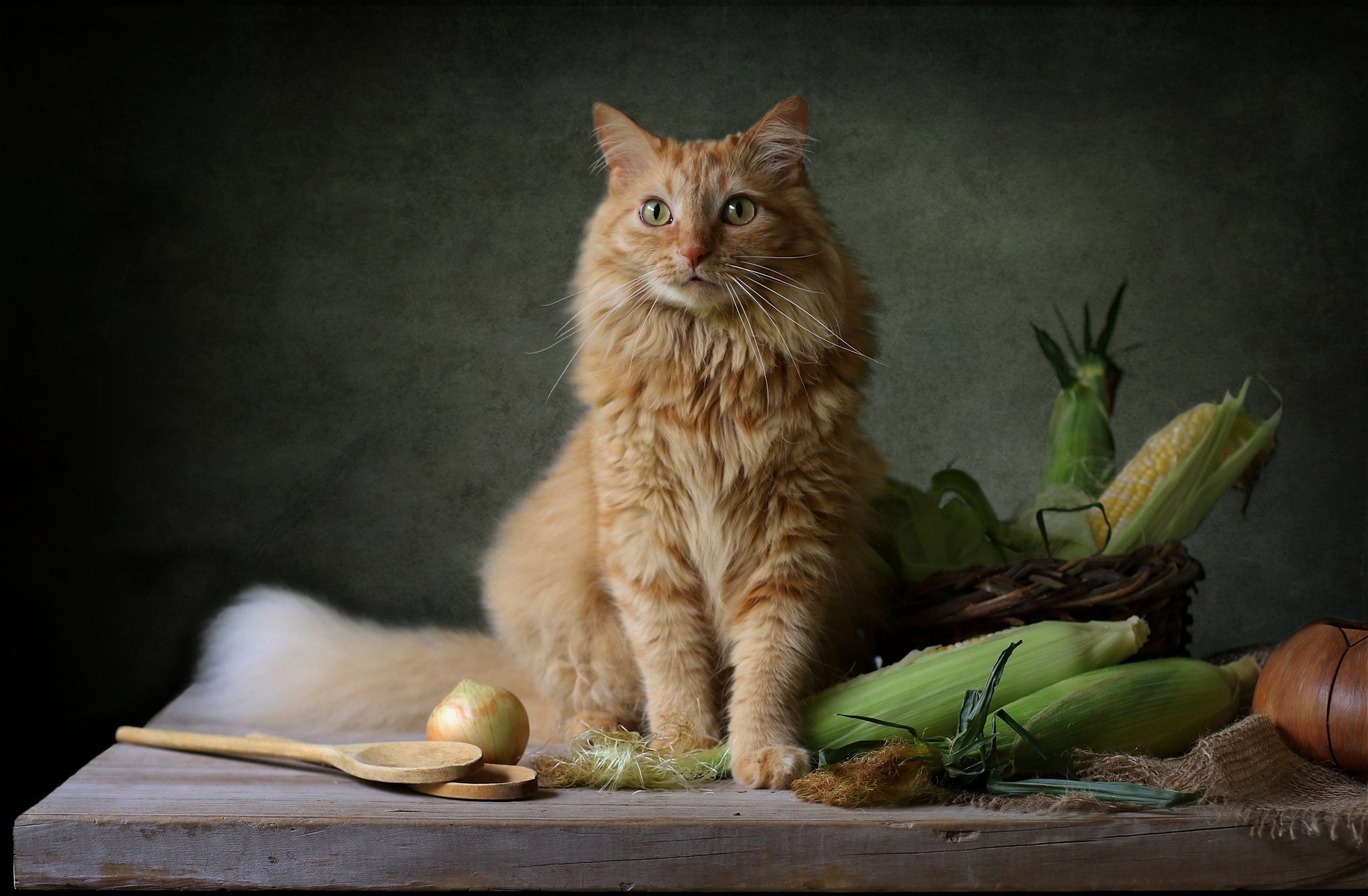 Orange cat sitting with corn and onion on table HD Wallpaper